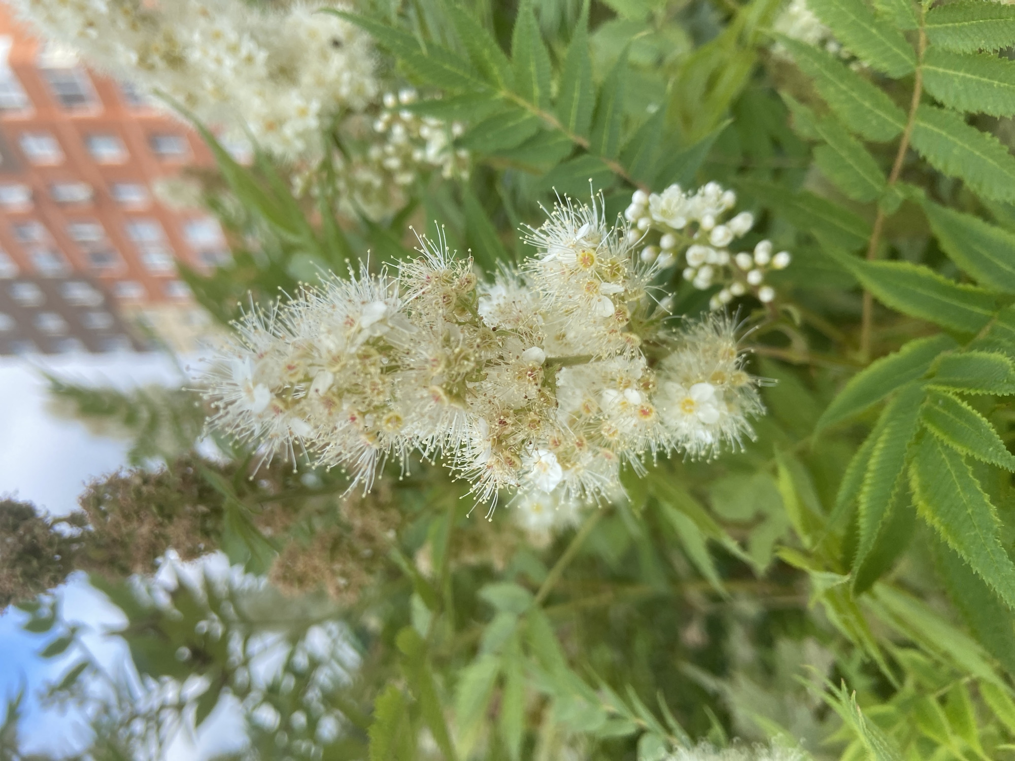 A close-up, vertical shot focuses on a cluster of small, white, fluffy flowers with delicate stamens and yellow centers. The flowers are surrounded by vibrant green, serrated leaves. In the blurred background, a tall, orange brick building with visible windows stands against a pale blue sky. The image appears to be taken outdoors in an urban environment, possibly in Balashikha, Russia, given the presence of the building.