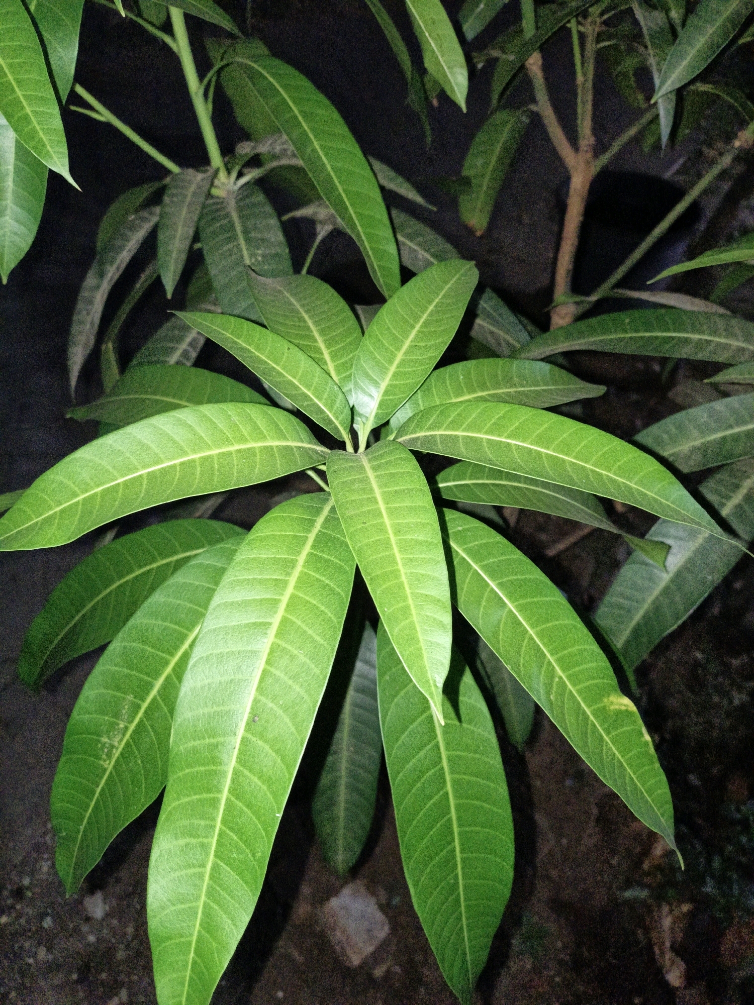A close-up, vertical, medium shot captures a branch of a young mango tree at night in Cikal, Indonesia. The focus is on the vibrant green leaves, which are elongated and pointed with prominent parallel veins. Some leaves are slightly dusty. The background is dark and out of focus, with hints of the ground and the tree's brown branches visible. The lighting suggests an artificial light source, possibly a flashlight or lamp, illuminating the leaves from above. No people or animals are present.