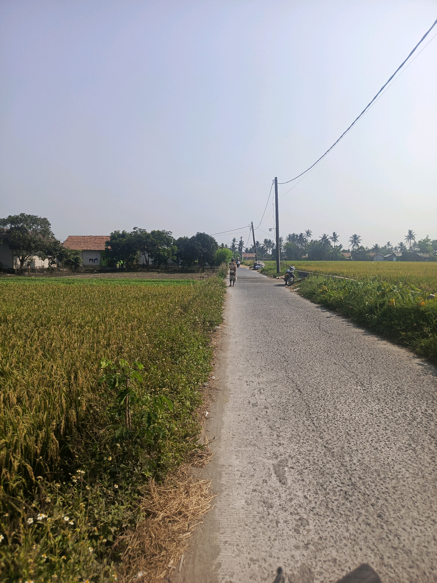 The image shows a paved road in Rawa Boni, Indonesia, with a rice paddy field on the left and a cultivated field on the right. The sky is clear and the sun is shining, casting shadows. There are a few houses visible in the distance, surrounded by trees. A single person is walking on the side of the road, and a motorcycle is parked on the side. The scene appears to be rural and agricultural.
