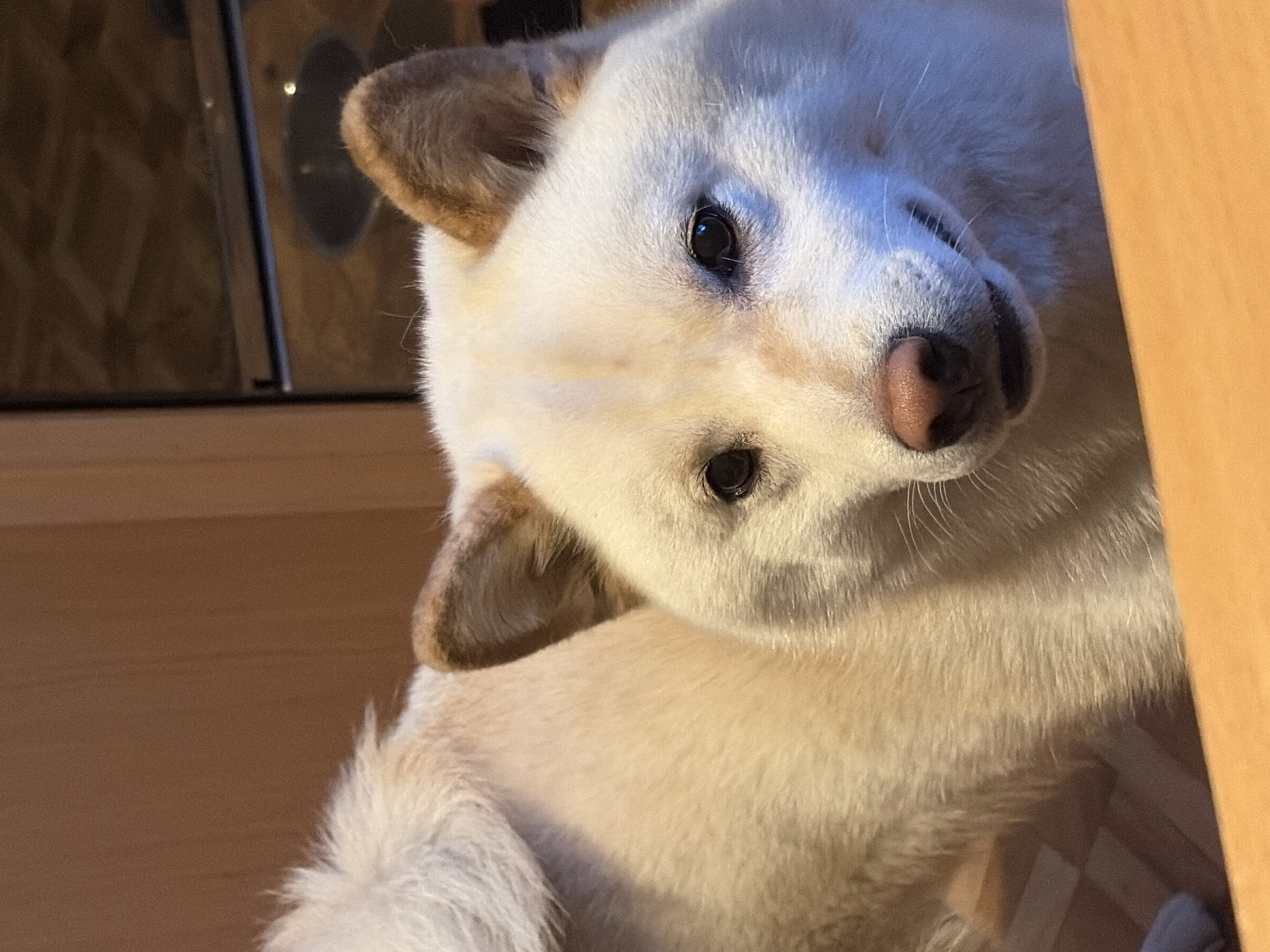 A white Shiba Inu dog is looking up at the camera. The dog is indoors, near a wooden cabinet. The dog has a pink nose and dark eyes. The location is unknown and there is nothing that indicates the location is in Kazan, Russia.