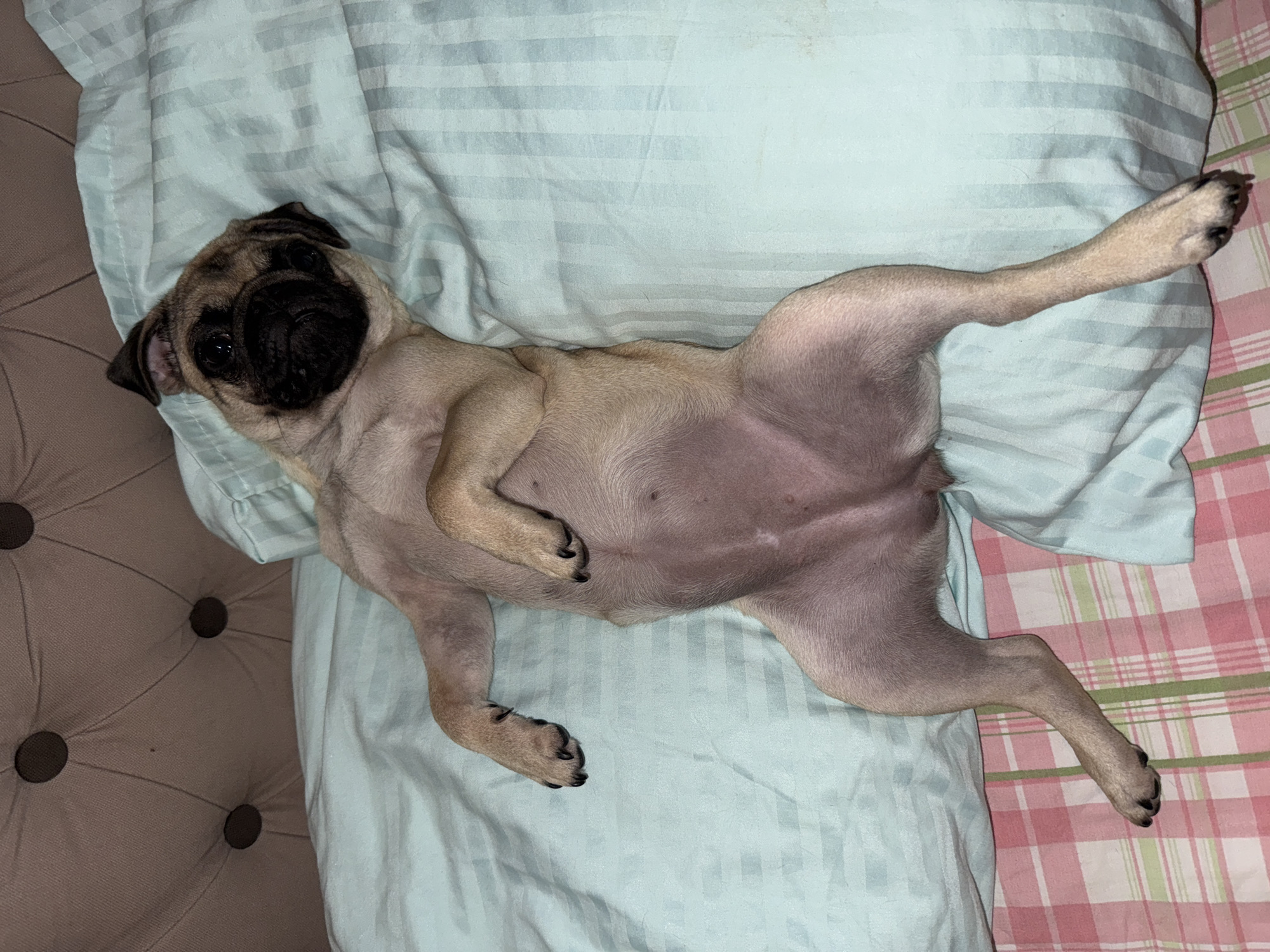 A pug is lying on its back on a bed with its belly exposed. The pug is fawn-colored with a black mask and ears. Its legs are spread wide, and its paws are resting on the light blue striped sheets. The head of the pug is turned to the left, and its eyes are open. Behind the pug, a tufted headboard is visible. The bottom of the image shows a pink and green plaid comforter. The scene appears to be indoors, likely in a bedroom.