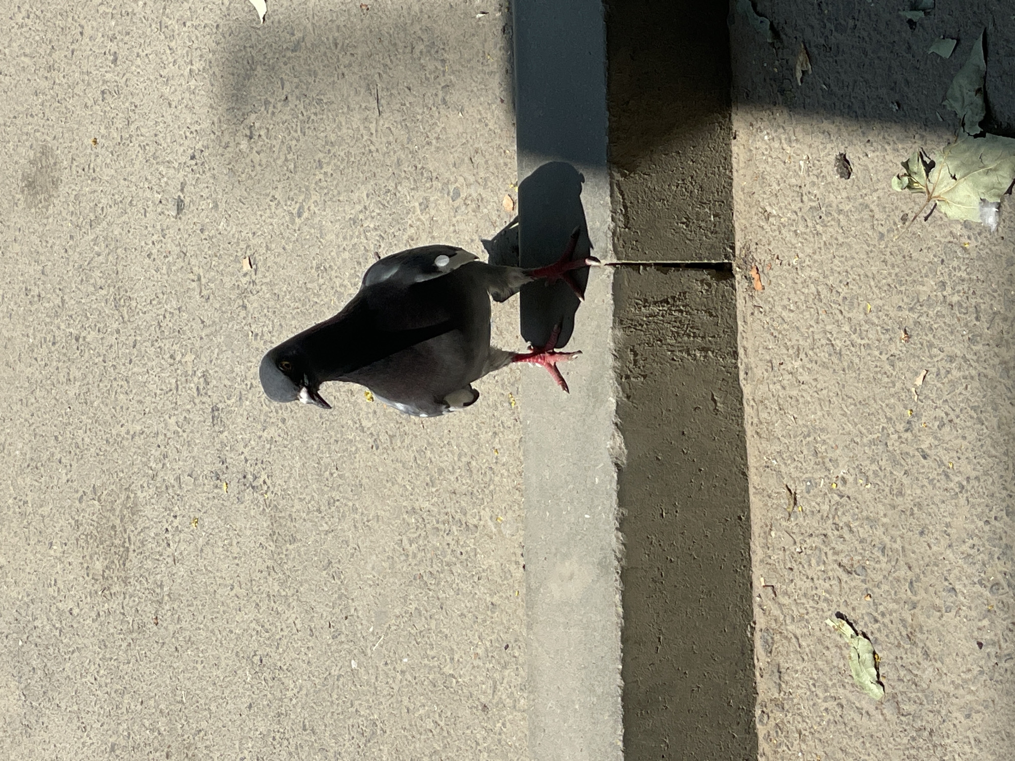 A lone pigeon stands on a concrete curb in Cahul, Moldova. The pigeon is dark gray with iridescent neck feathers and red legs. It is facing forward, with its head slightly turned to the left. The pigeon is standing on the edge of a gray concrete curb that separates a sidewalk from a paved area. The paved area appears to be asphalt, with small pebbles and debris scattered across it. The pigeon is casting a shadow on the paved area to its right. The lighting suggests it is daytime, with sunlight casting distinct shadows. There are some scattered dry leaves on the ground around the curb and paved area. The background is out of focus, but appears to be a continuation of the paved area and possibly a wall or building.