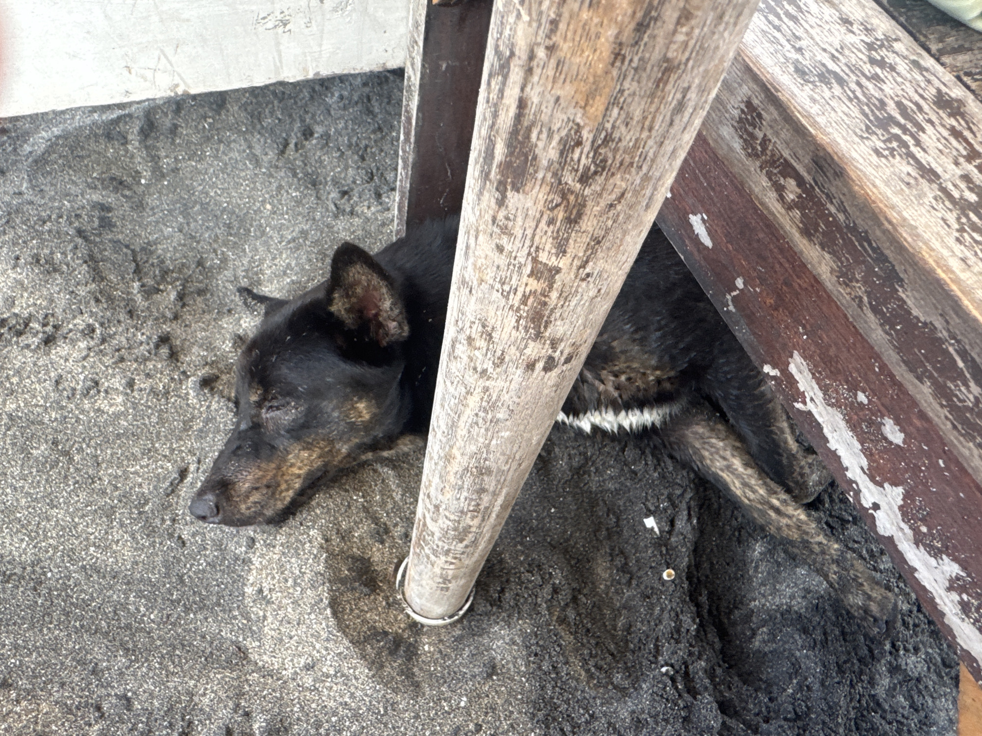 An eye-level outdoor shot captures a black and brindle dog resting or sleeping soundly on sandy ground in North Kuta, Indonesia. The dog's head, with closed eyes and visible brindle markings, is positioned on the left, nestled close to a weathered, light-colored wooden post that runs vertically through the frame. The dog's body, predominantly black with some white fur visible on its chest and brindle patterns on its legs, lies behind the post.
The ground consists of a mix of light grey and dark, almost black, sandy or dirt particles, with a noticeably darker patch directly beneath the dog and the base of the wooden post. To the right and behind the resting dog, several other weathered wooden planks or beams are visible, forming part of a rustic structure or shelter. The overall lighting suggests it is daytime. The scene evokes a sense of peace and tranquility, with the dog comfortably settled in its outdoor environment. There is no visible text in the image.