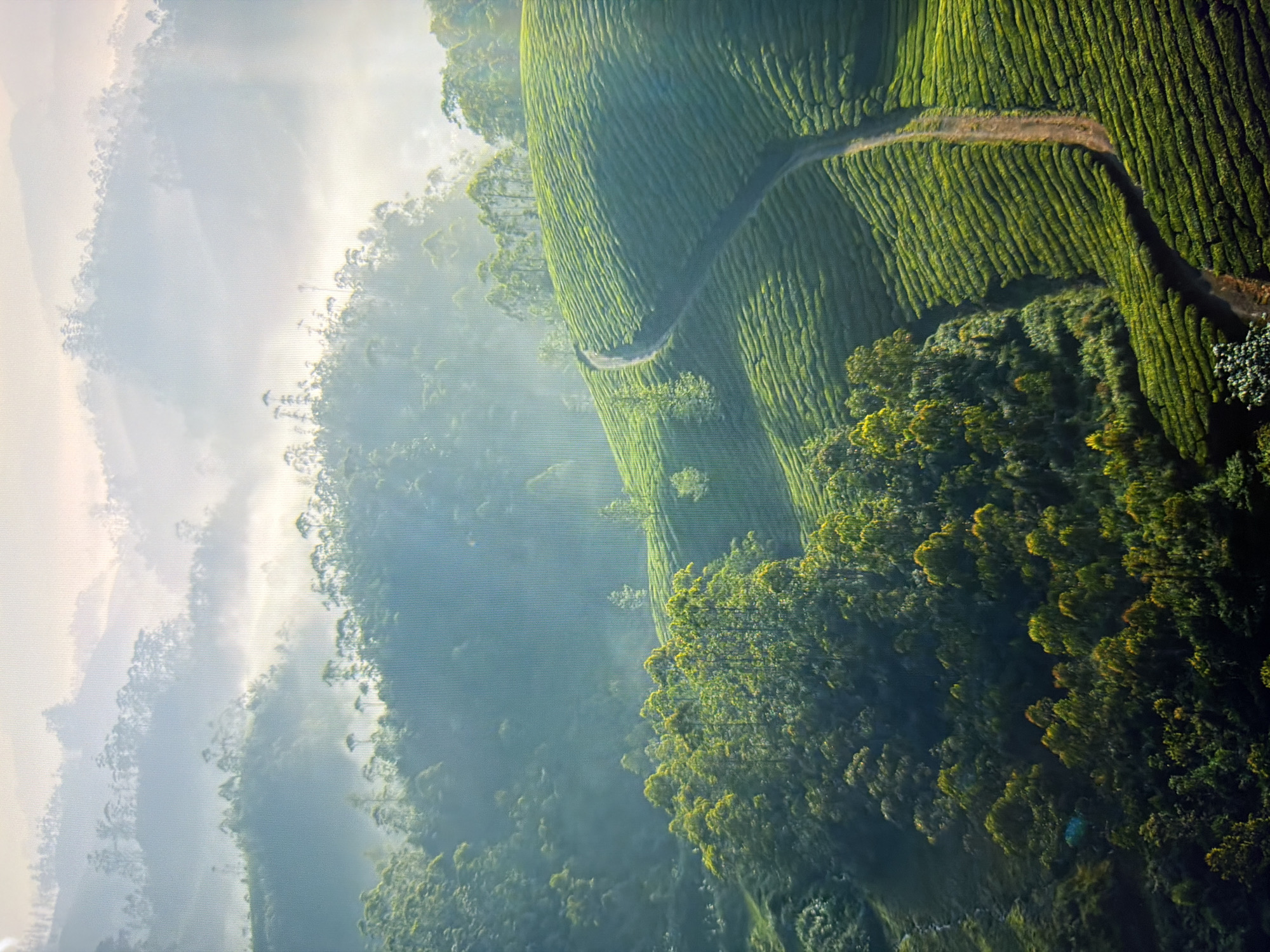 The image depicts a verdant, rolling landscape dominated by meticulously manicured tea plantations. The neatly terraced slopes of the tea fields are a vibrant green, contrasting with the darker green of the surrounding forested hills. A narrow dirt path winds its way through the tea fields, adding a dynamic element to the scene. In the background, mist or fog hovers over the distant hills, creating a soft, ethereal atmosphere and partially obscuring the layers of topography. The sunlight, possibly from early morning or late afternoon, casts a gentle glow and highlights the textures of the landscape. The scene is one of natural beauty and agricultural order, conveying a sense of peace and tranquility. There are no people, animals, or man-made structures other than the pathways and the terraced fields themselves. This image does not depict the city of Kyiv, Ukraine.