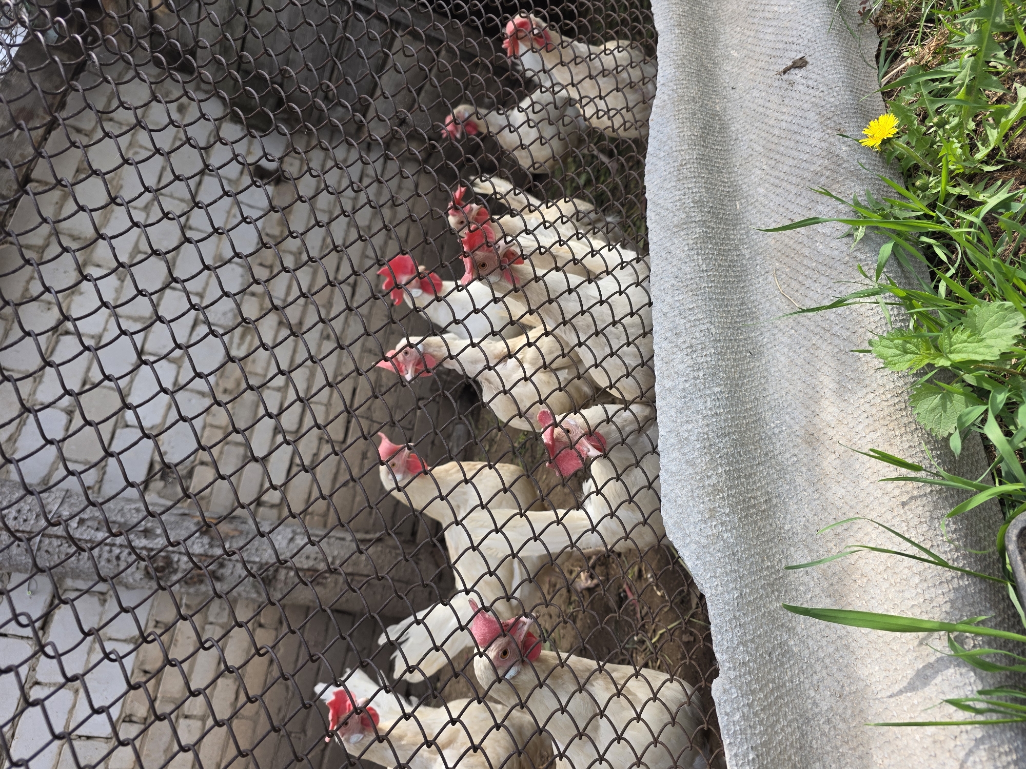 The image depicts a flock of white ducks with red heads confined behind a metal wire mesh fence. To the right of the fence is a gray, corrugated surface with some green grass and a yellow dandelion growing near it. The photograph was taken in the city of Chaikovsky, Russia.