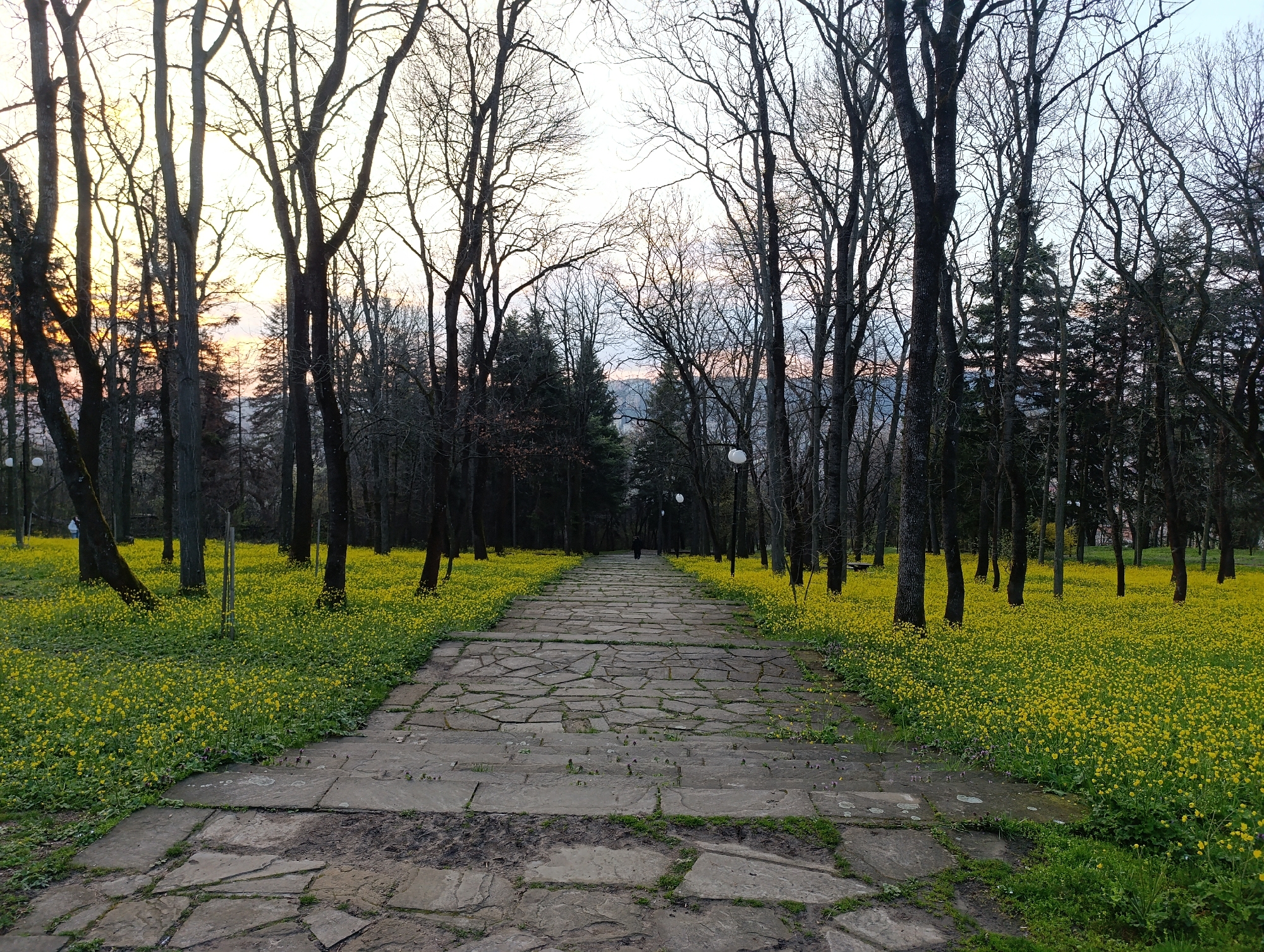 The image shows a stone pathway through a park, lined with trees and covered in yellow flowers. The trees are mostly bare of leaves. A person is walking away from the viewer on the path. Streetlights are visible along the path. The setting sun can be seen between the trees. This is the Marno Pole Park in Veliko Tarnovo, Bulgaria.