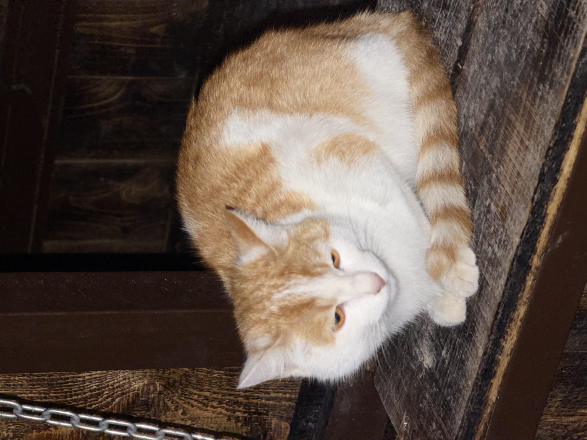 An orange and white cat is sitting on a wooden surface in front of a dark background. The cat is looking down with its eyes partially closed. The wooden surface appears to be rough and worn. The background is made of vertical wooden planks, suggesting an outdoor or rustic setting. A metal chain is visible on the left side of the image, hanging vertically. The lighting is dim, with the cat's face being the most illuminated area. The image does not provide any information or context about the city of Chirchik, Uzbekistan.
