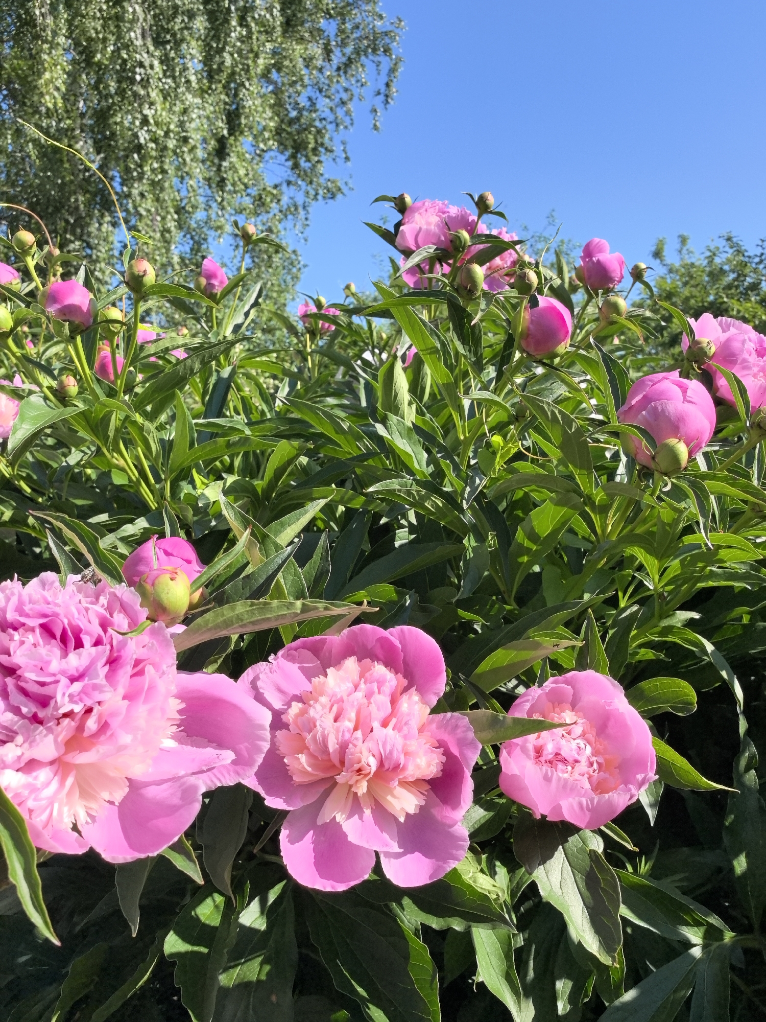 A low-angle, close-up shot captures a cluster of vibrant pink peonies in full bloom against a clear blue sky. The foreground is dominated by the lush green foliage and the richly textured petals of the peonies, some fully open and others still in bud. In the background, the leaves of a birch tree shimmer in the sunlight, hinting at a park or garden setting. The overall impression is one of natural beauty and the height of summer. The location is specified as Noviy, Russia, though no specific landmarks or urban elements are visible in the image to confirm this. There are no people or animals in the frame.