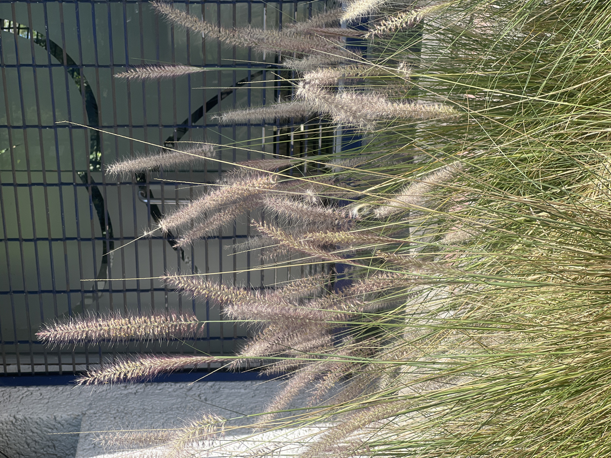 The image shows a cluster of Fountain Grass plants in front of a metal fence. The grass features green blades and feathery, light-colored seed heads. Behind the grass is a gray wall and then a section of metal fencing with vertical bars, suggesting a building or enclosure. The image was taken in Mexico City, Mexico.