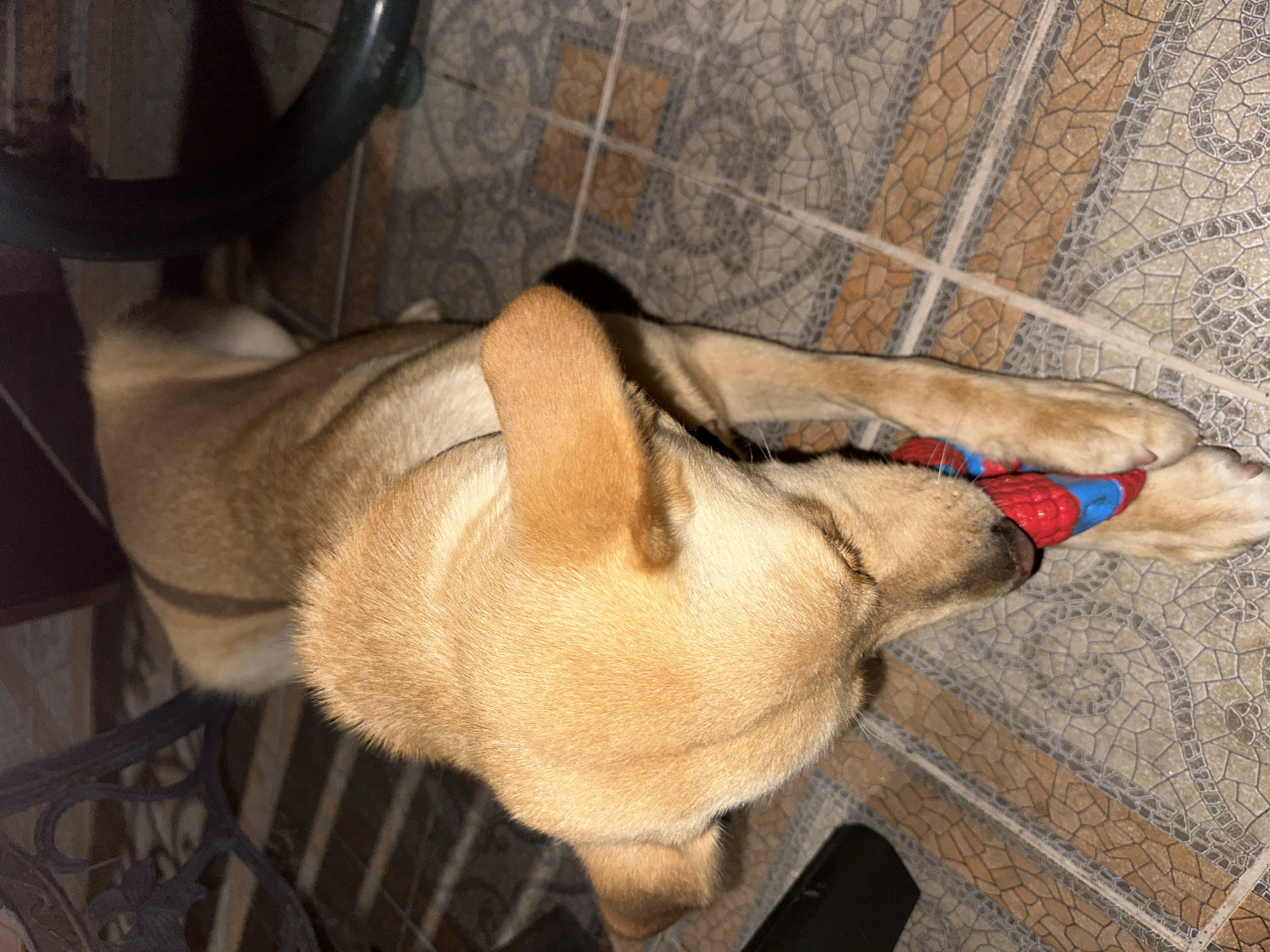 A tan dog is lying on tiled flooring, chewing on a red and blue toy. The dog's head is down, and its eyes are closed. The flooring has a pattern of interlocking tiles in various shades of brown and grey. In the background, there are dark furniture legs and a dark, circular object. The scene appears to be indoors. The location is not specified in the image or provided context.