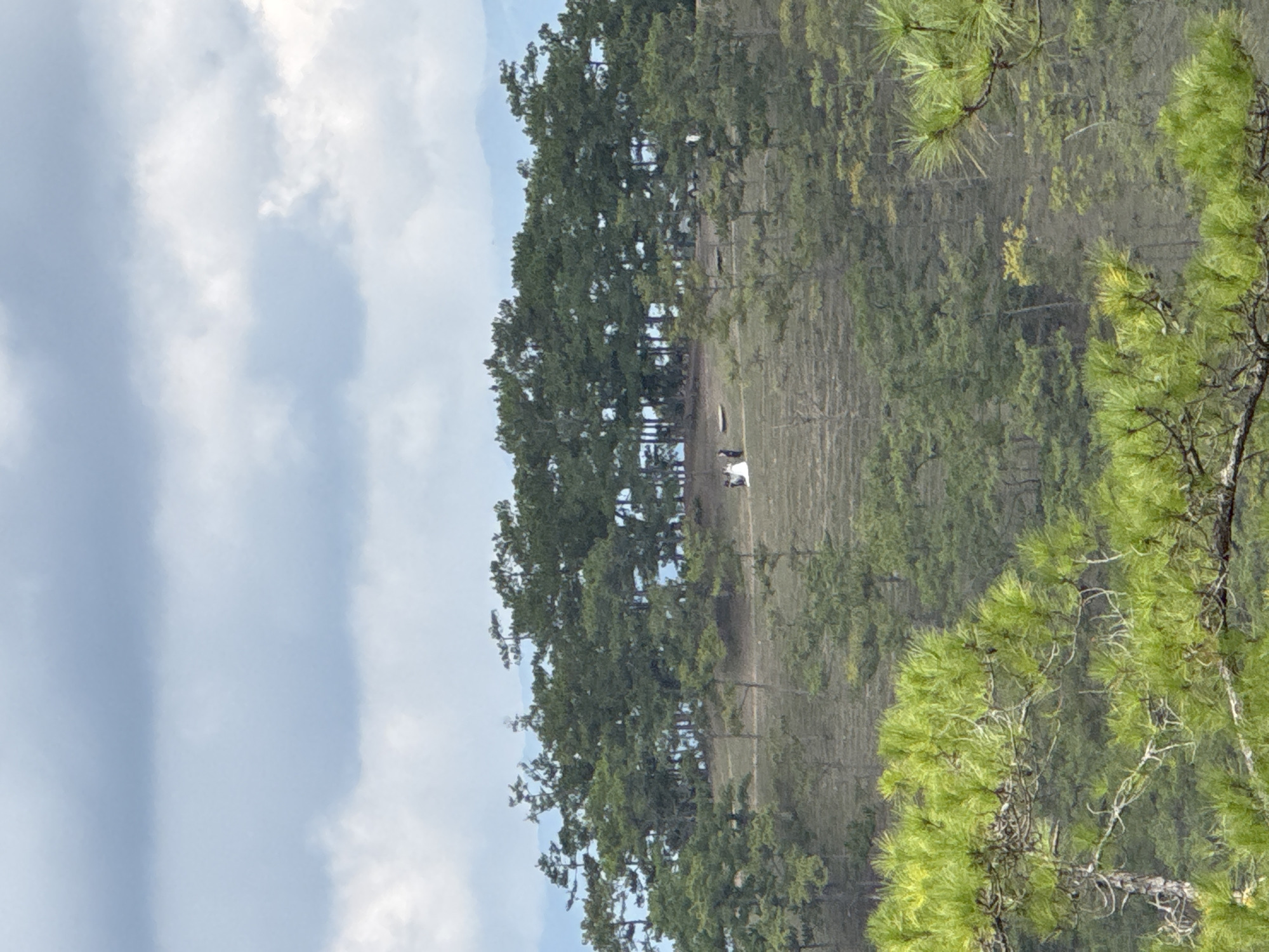 The image shows a landscape view, likely in Lạc Dương, Vietnam. A grassy clearing is visible, bordered by dense rows of tall, dark green trees on the left and within the clearing itself. In the center of the clearing, two people in light-colored clothing are present. The sky above is partly cloudy, with light blue sky interspersed with white clouds. In the lower right corner are the green needles of pine trees.