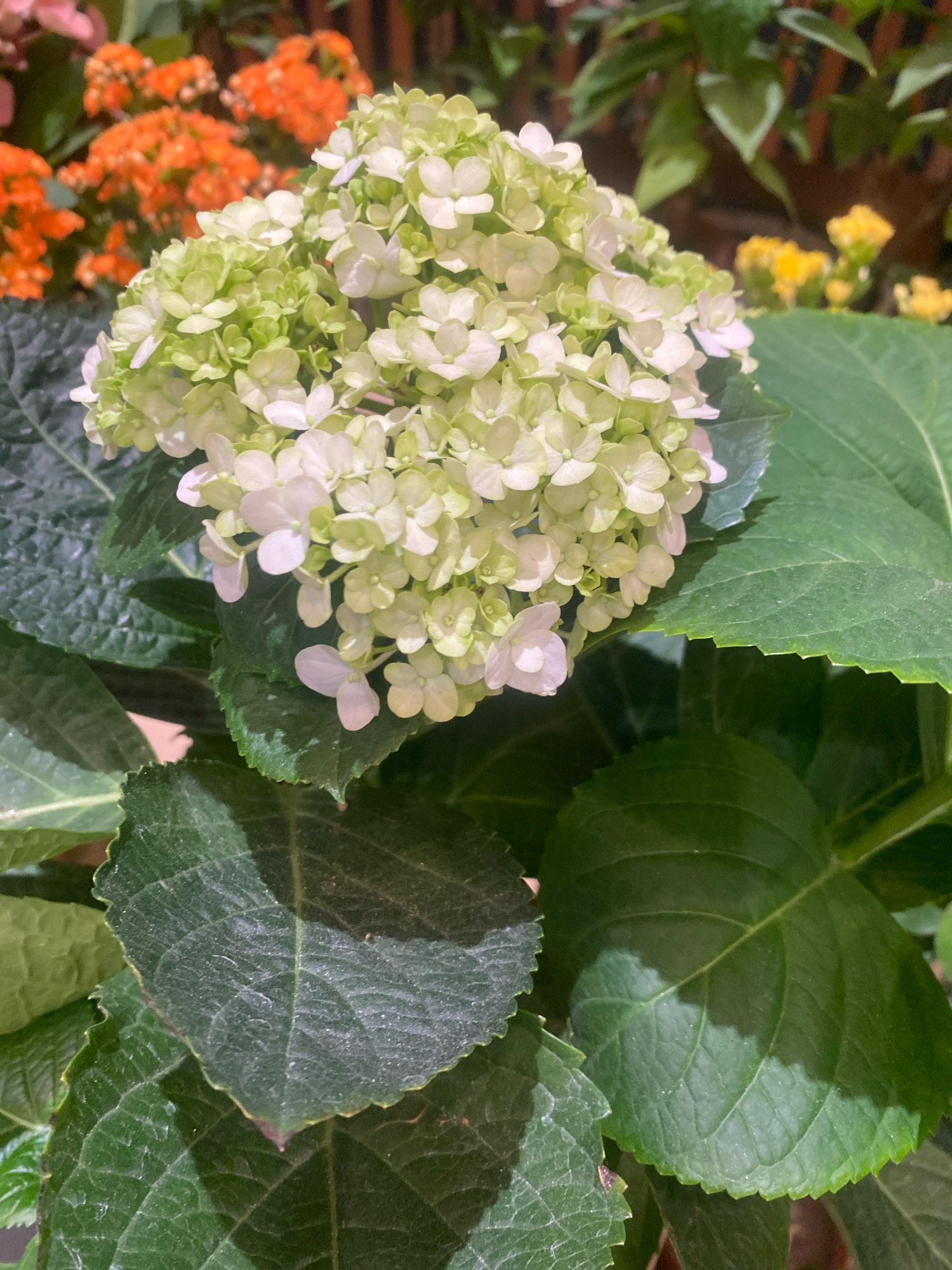 A close-up shot captures a cluster of light green and white hydrangea flowers in bloom. The flowers are densely packed, with individual florets displaying delicate petals. Large, dark green hydrangea leaves with prominent veins form the foreground and surround the bloom. In the blurred background, clusters of vibrant orange flowers are visible on the left, and a few small yellow flowers are present on the right. The scene appears to be an outdoor botanical setting, possibly a garden or nursery, though no specific location in Kuala Lumpur, Malaysia, can be identified from the image alone.