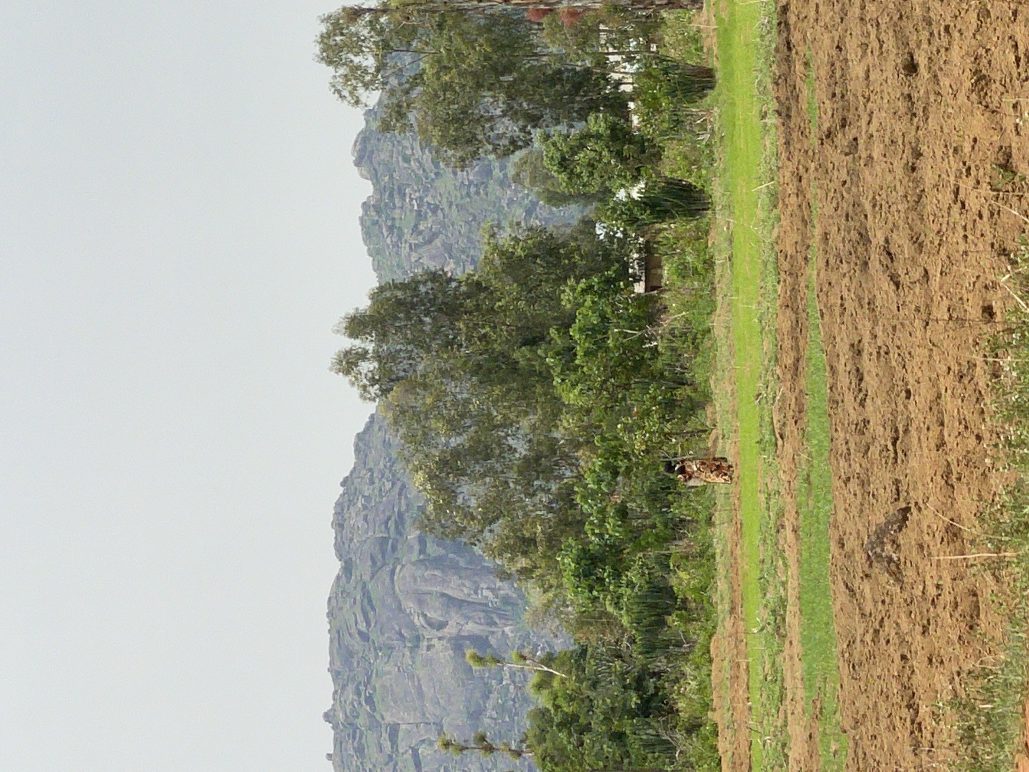 The image shows an outdoor landscape in Zankan, Nigeria. A rocky mountain or large rock formation is visible on the left, bordered by trees. A cultivated field is on the right side of the image, with plowed brown soil, interspersed with strips of green grass or vegetation. A person (or persons) is positioned between the trees and the cultivated land, wearing a dark patterned garment and carrying something on their head. The sky is overcast and light gray.