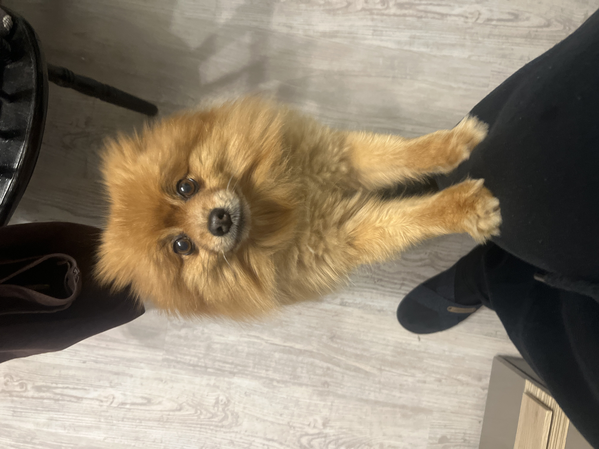 The image depicts an indoor scene in Asenovgrad, Bulgaria. A small, orange-brown Pomeranian dog is positioned centrally, standing on its hind legs with its front paws resting on the upper leg of an unseen individual. The dog faces directly towards the camera, displaying wide, dark eyes and a closed mouth. The individual's lower left leg is visible, clad in black pants or leggings and a dark, slip-on shoe featuring a light brown accent. The floor is covered with light-toned wooden or laminate planks. In the upper left background, a dark brown, folded fabric object is partially visible. The upper right background shows a segment of a black object, likely a furniture leg or base. In the lower left, a light-colored, rectangular box with smaller wooden pieces resting on its top surface is present.
