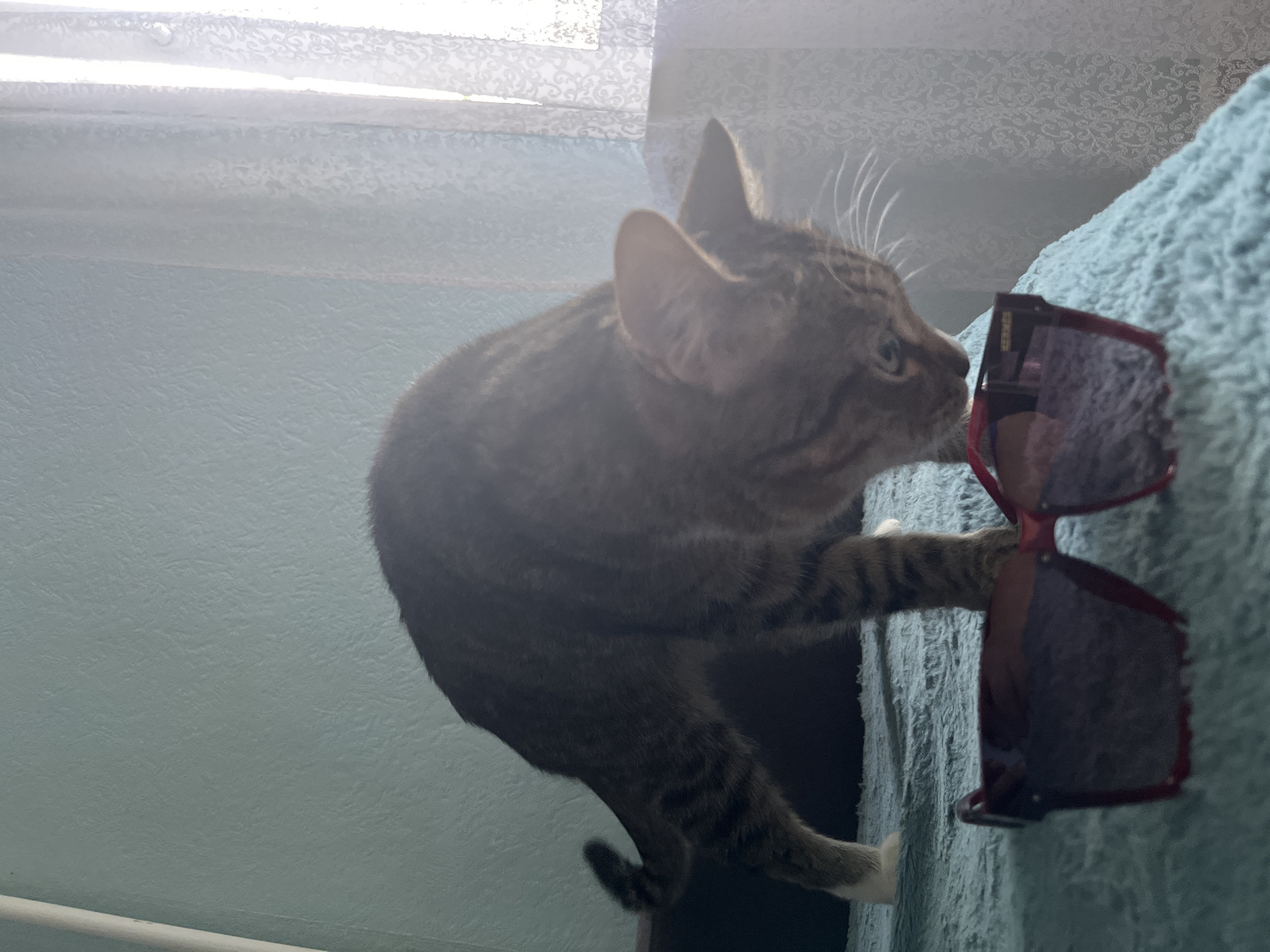 A brown tabby cat is climbing on a light blue, textured surface, possibly a bed or wall. The cat is reaching for a pair of sunglasses with dark lenses and red frames that are hanging on the surface. The background shows a sheer white curtain and a light blue wall. The location in the city of Izhevsk, Russia, is not evident.