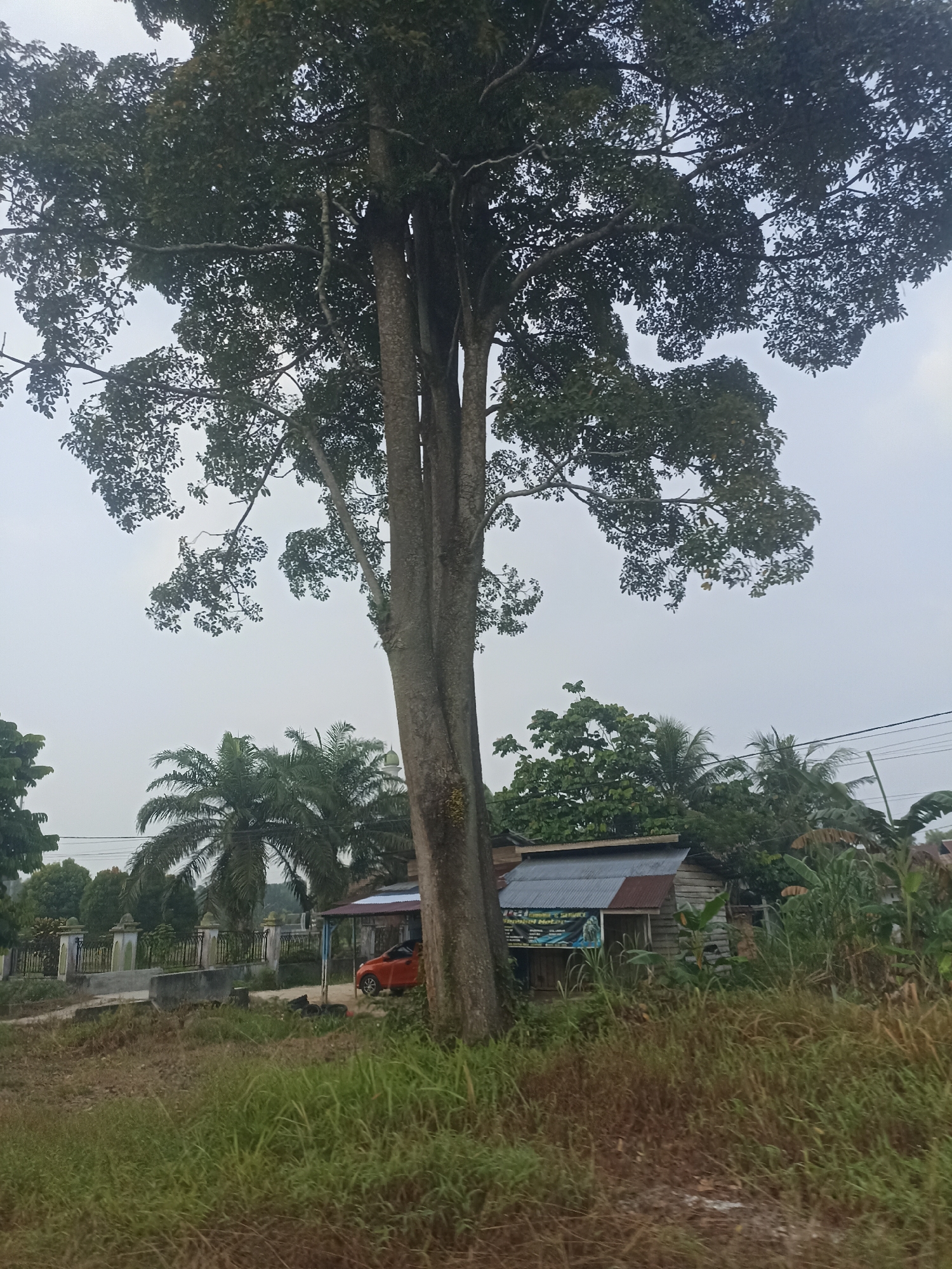 A large tree with dense foliage dominates the center of the image, its thick trunk splitting into multiple branches that extend across the frame. To the right of the tree, a rustic wooden building with a corrugated metal roof is partially visible. In front of the building, an orange car is parked under a makeshift canopy. Behind the building, lush green vegetation, including palm trees and various other plants, creates a dense backdrop. To the left of the tree, a fence with decorative pillars encloses an area with more greenery. The sky is overcast, suggesting a cloudy or hazy day. The scene appears to be in a rural or semi-rural setting in Benteng Hulu, Indonesia, with elements of local architecture and vegetation.