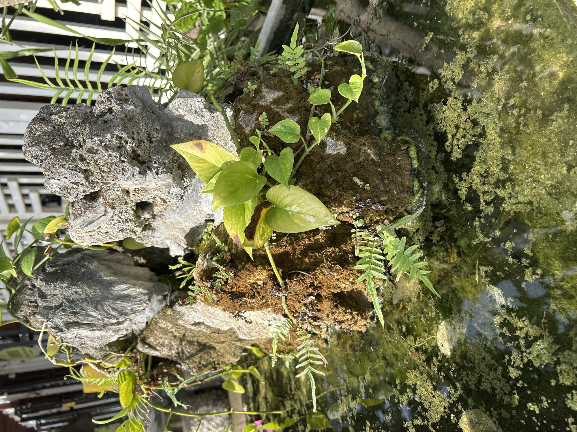 The image shows a close-up, eye-level, outdoor shot of a decorative rock formation with plants growing on and around it, situated in a body of water. The water appears murky and green, with a significant amount of algae or aquatic plants floating on the surface. The rock formation itself is composed of several large, rough-textured gray and brown rocks, some of which are covered in moss or dark growth. Various plants, including leafy green vines and ferns with delicate fronds, are intertwined with the rocks. The background is slightly out of focus but suggests a fence or railing, possibly part of a garden or outdoor decoration. The lighting indicates it is daytime, with sunlight casting shadows and highlighting the textures of the rocks and plants. There are no people or animals visible in the frame. The scene is likely a garden feature, possibly a small artificial pond or water garden, in Nam Nha Trang Ward, Vietnam.