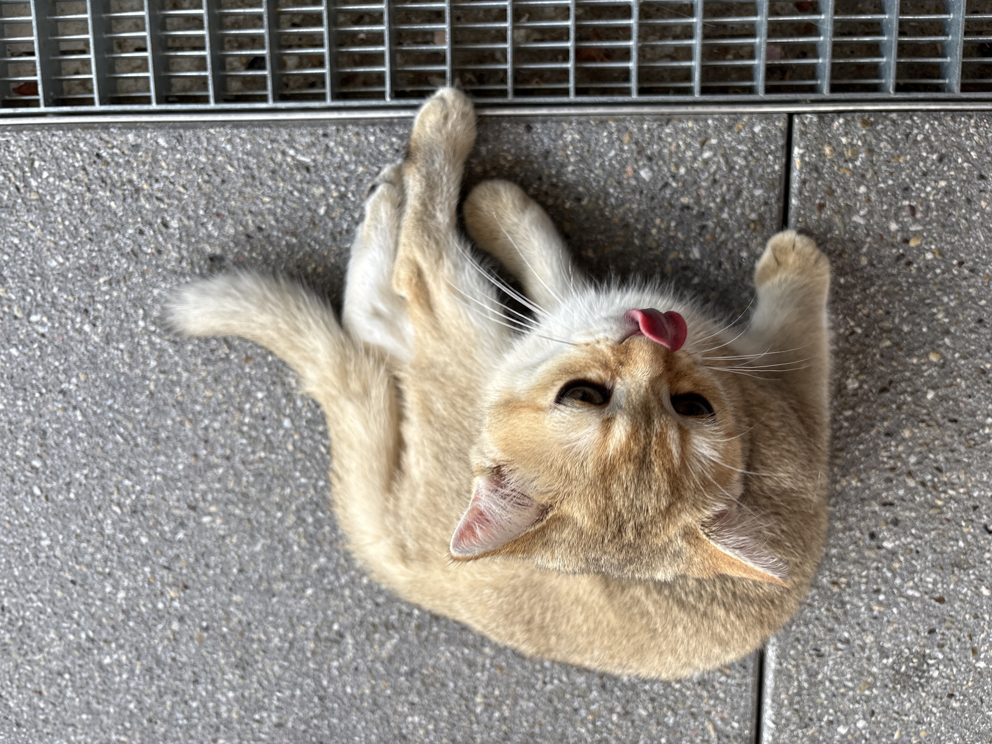 A golden-furred cat is pictured from a top-down perspective, sitting on a speckled grey pavement that is partitioned by dark gray concrete lines. The cat's tongue is extended, licking its nose. Its body is curled slightly, with its front paws crossed. A metal grate is visible along the bottom edge of the image. The scene is set on a street in Bönnigheim, Germany, specifically near the Schillerplatz, a public square known for its urban landscaping and granite paving.