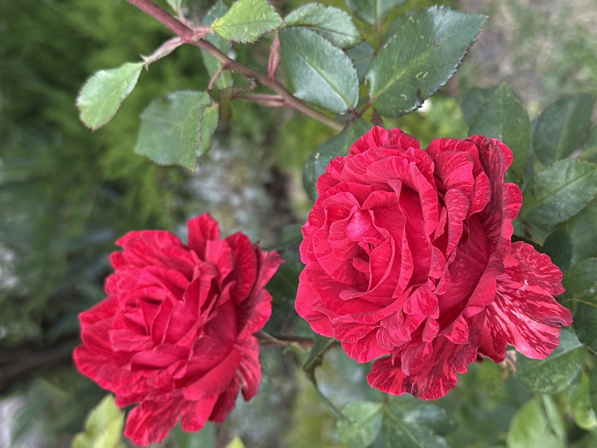 This is a close-up, vertical, eye-level, outdoor, daytime photograph of two red roses on a rose bush. The rose in the foreground is in focus and is larger than the rose in the background, which is slightly out of focus. Both roses have multiple layers of petals. The petals are a deep red color, with some exhibiting streaks of lighter red or white. The rose bush has green leaves and a reddish-brown stem with small thorns. The background consists of blurred green foliage and a light-colored, out-of-focus area that might be a path or ground. No people are present in the image. The setting appears to be a garden or park. No specific identifying markers place this image in Podolsk, Russia.