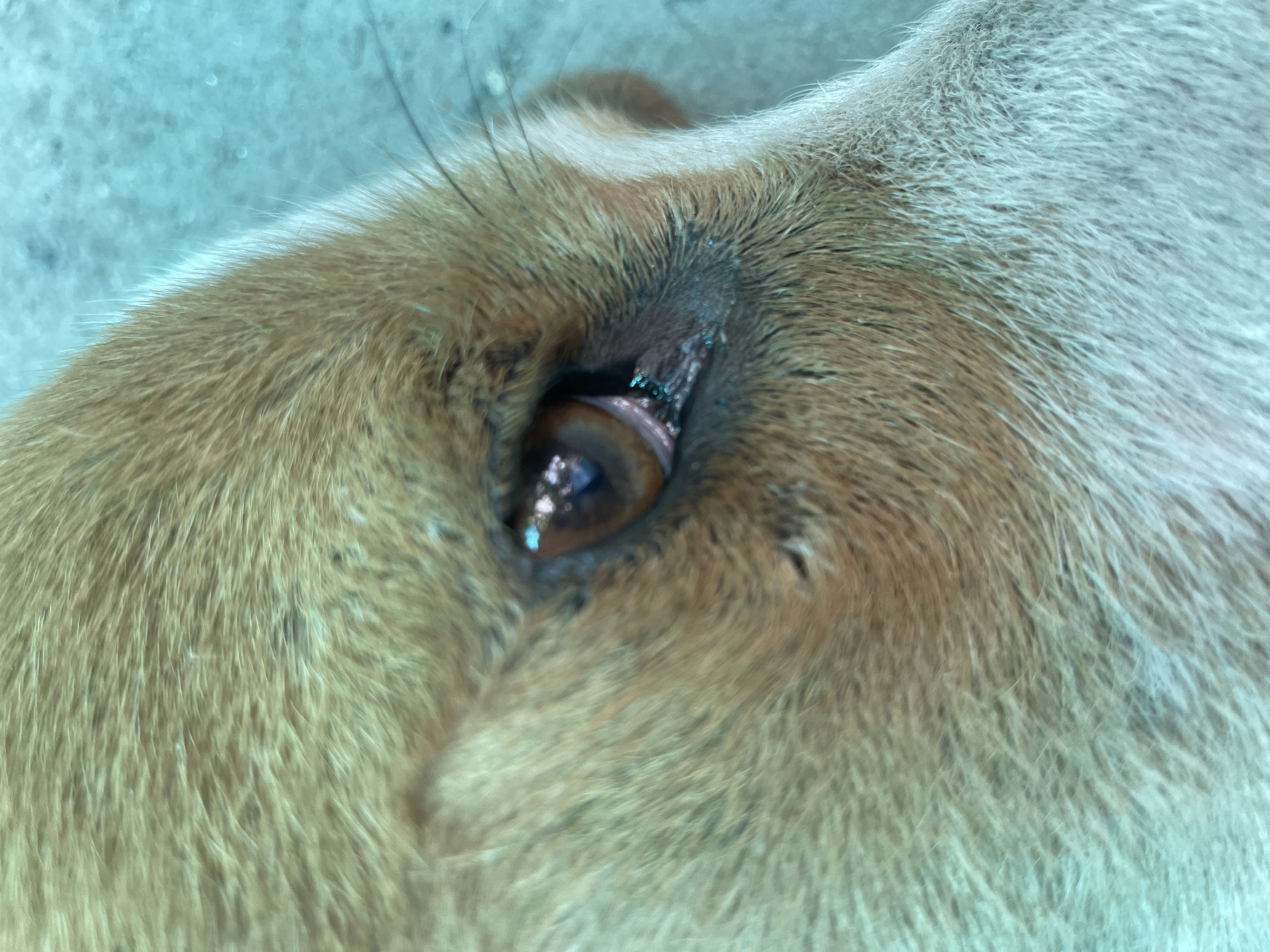 Close-up of a dog's eye, likely brown, with surrounding fur. The fur is tan and white. There is some eye discharge. The background is blurry and indistinct. The location is not discernible from the image.