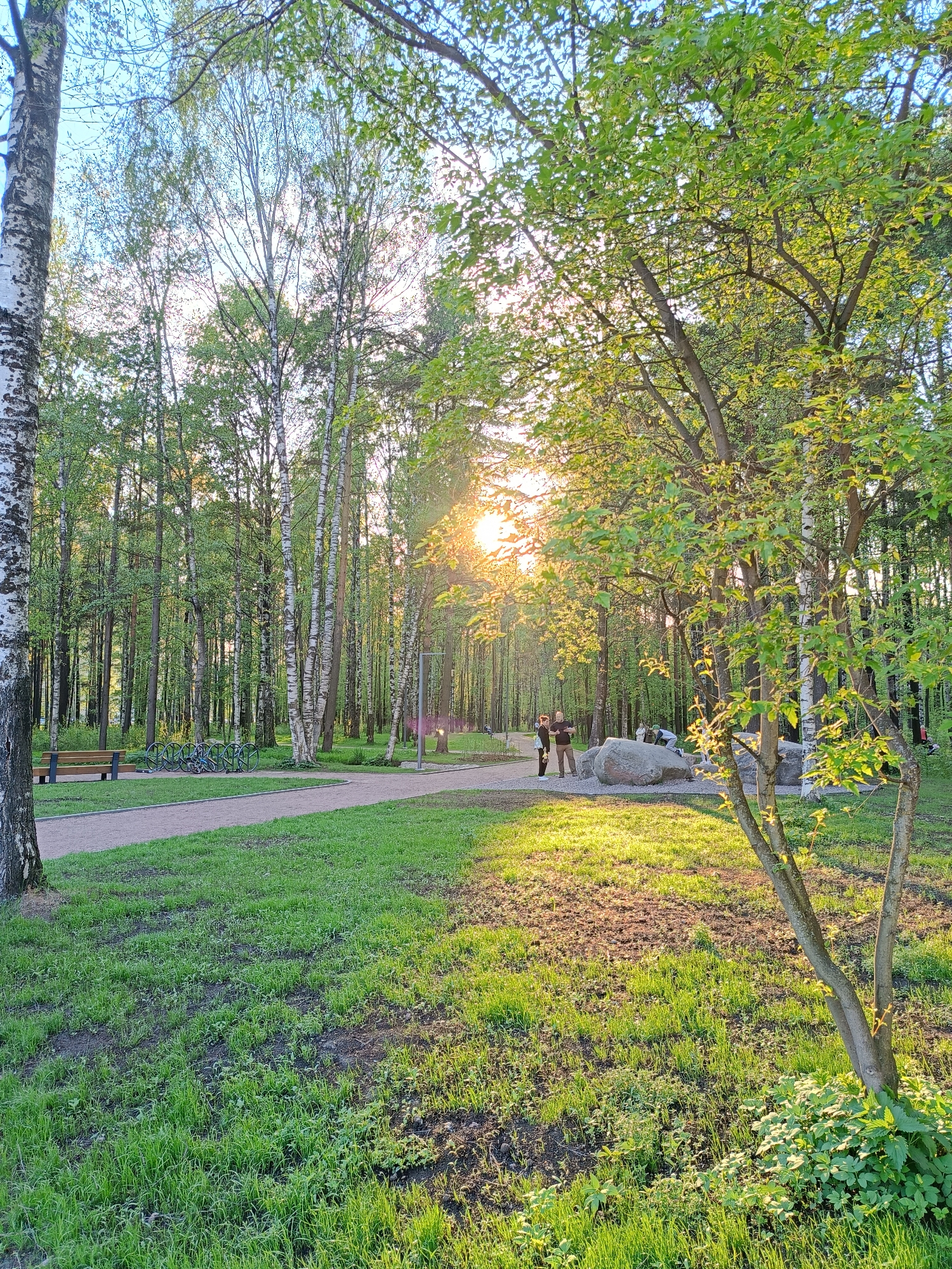 The image captures a scene in what appears to be a park located in Saint Petersburg, Russia. The foreground is dominated by a grassy area interspersed with bare patches of earth, bathed in golden sunlight. A sapling with fresh green leaves stands prominently on the right.
To the left, a paved pathway curves into the distance, leading towards a wooded area of thin birch and pine trees. A bench and a bicycle rack with bicycles parked on it are visible on the left side of the pathway.
A group of people are situated further along the path, near several large boulders. Two people appear to be standing close to the rocks, while others are interacting with the boulders.
The sun is positioned behind the trees, casting a warm glow over the scene. The sky is visible through the branches of the trees.