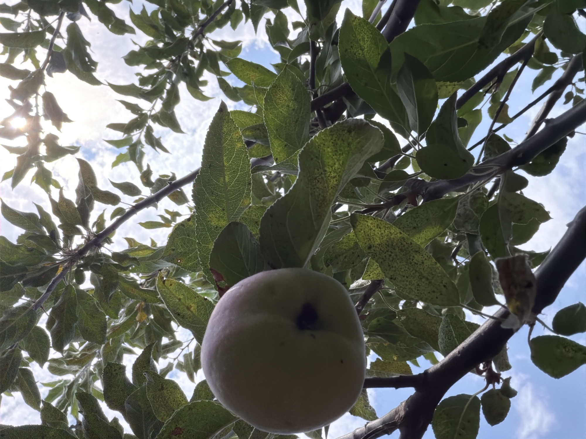 An extreme close-up, low-angle shot shows a single, pale green apple hanging from a branch of an apple tree. The apple is in the lower left quadrant of the frame. The surrounding branches and leaves are in sharp focus, with the sky visible through gaps in the foliage. The sky is bright blue with scattered white clouds. Sunlight filters through the leaves, creating a dappled effect and a lens flare in the upper center of the image. The apple appears to be unripe. The image was taken in Oxentea, Moldova.