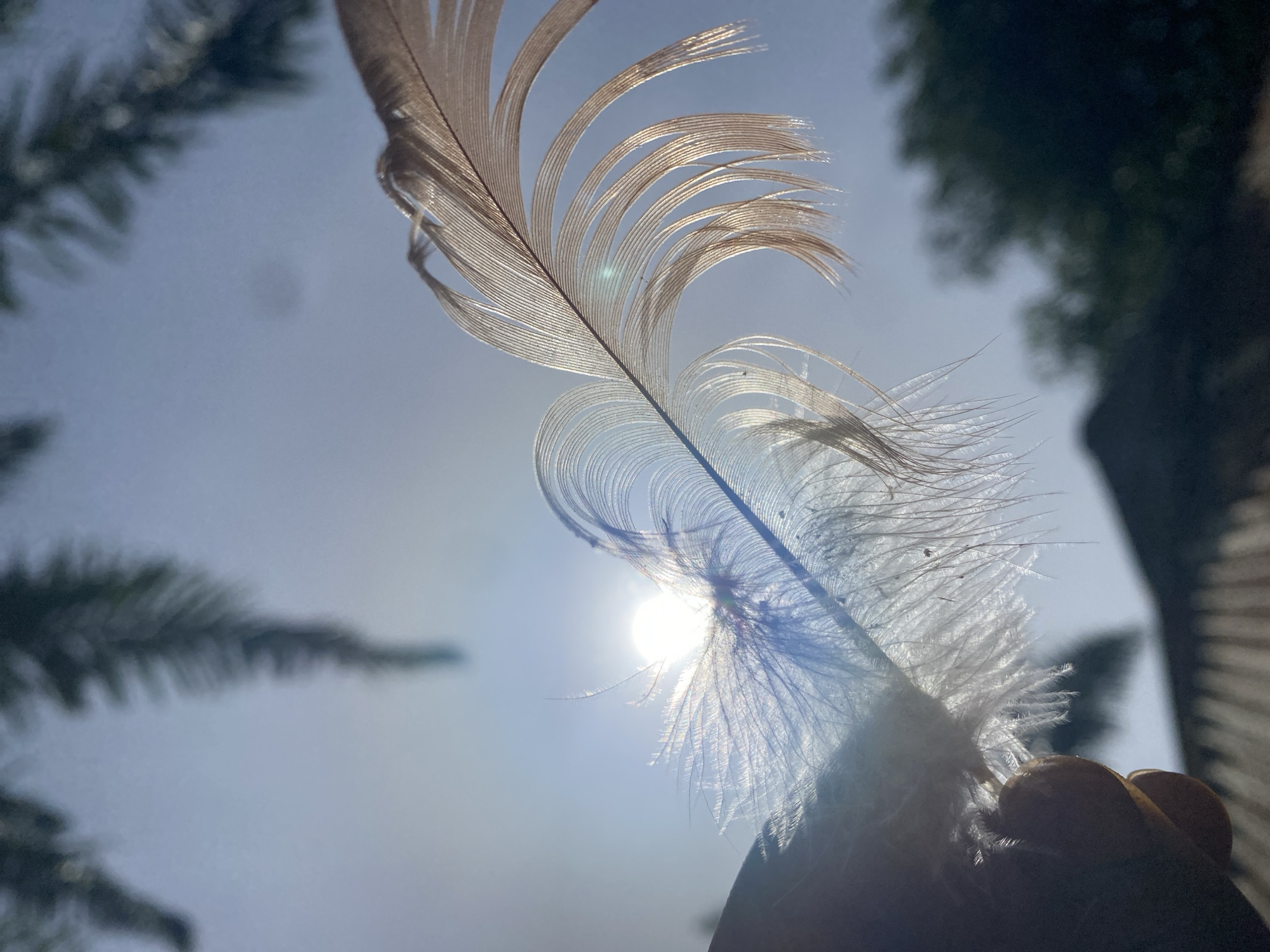 A medium-shot, low-angle photograph shows a feather being held up towards the sun. The bright sun is slightly diffused by the feather's barbs. The sky is a clear, pale blue. Out-of-focus silhouettes of trees frame the top edges of the image. The photograph was taken in the city of Maigizo, Nigeria. The location is suggested, not confirmed.