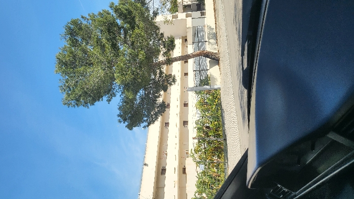 A daytime outdoor scene in Magaluf, Spain, captured from inside a vehicle, evidenced by a dark, textured dashboard visible in the lower foreground. The immediate midground features a light-colored, patterned paved surface, consistent with a street or pathway. A mature tree with a thick, slightly curved trunk and dense green foliage stands prominently on the right. Behind the tree, a low, light-colored wall is topped with a modern fence featuring dark horizontal slats. Dense green vegetation is visible behind this barrier. The background is dominated by a large, multi-story building, light beige or cream in color, with numerous uniformly spaced dark-framed windows and recessed balconies or ledges across its facade. The upper portion of the image displays a clear, bright blue sky with minimal atmospheric features. No individuals, specific actions, or direct interactions are discernible within the visible environment.