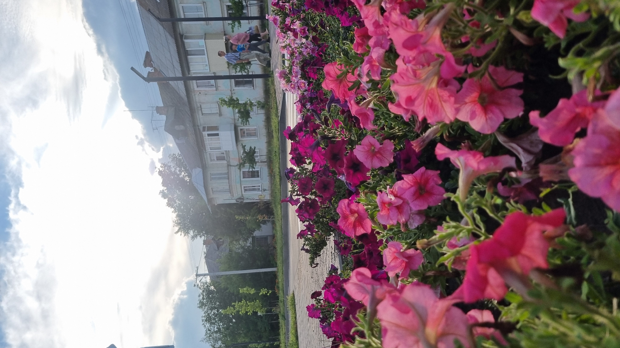 In Smila, Ukraine, an outdoor scene features a foreground filled with dense, colorful petunias in shades of pink and deep magenta. Beyond the flowers, a paved walkway is visible, leading to a street. In the background, a light blue, two-story building with multiple windows and balconies stands, suggesting a residential or commercial area. A few trees are scattered around the building and along the street. A family, consisting of two adults and one child, is walking on the sidewalk in front of the building. The sky above is partially cloudy with bright sunlight filtering through, indicating daytime.