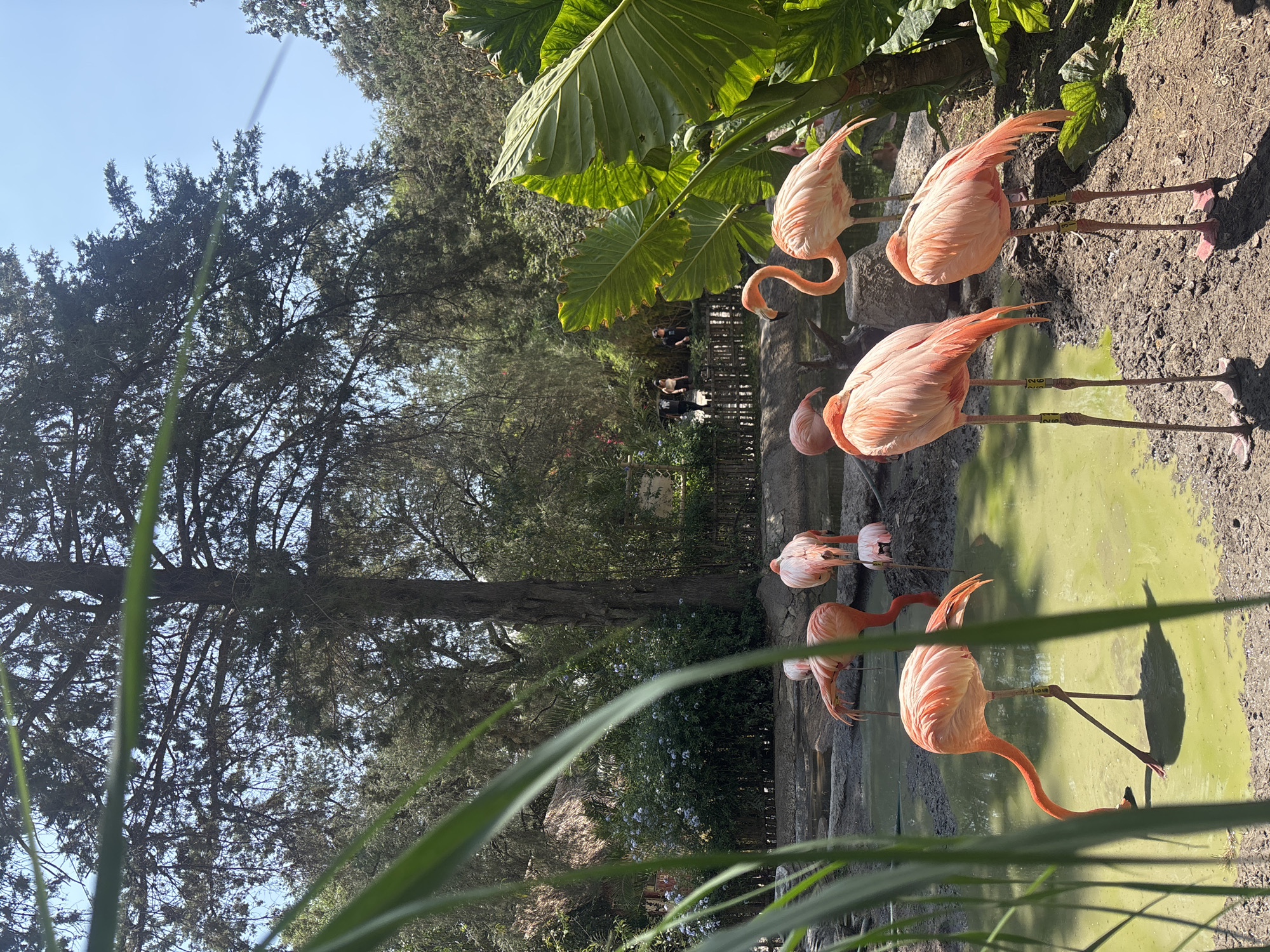 A vertical full-shot image captures a group of pink flamingos in an outdoor enclosure, likely a zoo or wildlife park, in Heroica Puebla de Zaragoza, Mexico. The scene is bathed in bright daylight under a clear blue sky.
The primary subjects are at least six flamingos, characterized by their vibrant pink plumage, long slender legs, and curved necks. Several flamingos are standing in a shallow, greenish body of water or muddy pool, while others are positioned on the surrounding dirt and mud banks. One flamingo has its head submerged in the water, possibly feeding. Two flamingos in the foreground have yellow identification bands on their legs, with numbers such as "20" and "29" clearly visible on one and "19" on another. Their shadows are cast distinctly on the water and ground, indicating strong sunlight.
The environment features lush green foliage, including large-leafed tropical plants hanging over the water on the right, and dense green trees forming a natural backdrop on the left and in the distance. A dark fence is discernible in the mid-ground, separating the flamingos' area from a pathway where a few blurry human figures can be seen observing. The foreground includes blurred green blades of grass, partially obscuring the view. The ground around the water is a mix of dirt and mud. The overall impression is a peaceful, sunny day at an animal exhibit.