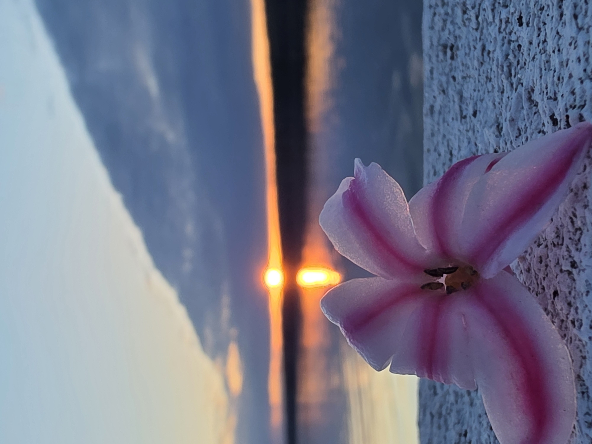 The image captures a close-up view of a flower with pink stripes against a blurred background. The background shows a body of water reflecting the sunset, possibly located in Chaikovsky, Russia, based on the prompt. The overall composition suggests a serene or contemplative mood, contrasting the natural beauty of the flower with the abstract representation of the environment.