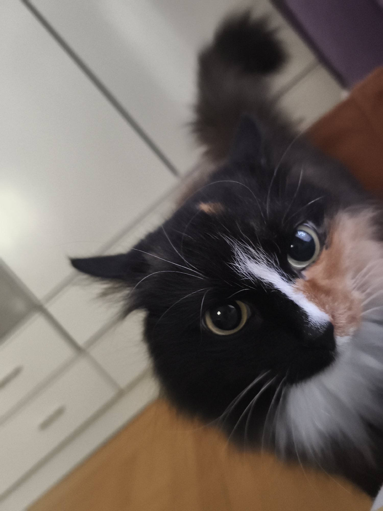 An overhead, close-up shot shows a calico cat with striking green eyes looking upwards, its face partially illuminated by an unseen light source. The cat's fur is a mix of black, white, and orange patches. The background is blurred and appears to be an indoor environment with a light-colored surface, possibly a wall or furniture, and a darker, textured surface that might be fabric. There are no discernible landmarks or signs indicating a specific location within Chaikovsky, Russia. The composition focuses solely on the cat, with no other subjects or objects of significance visible.