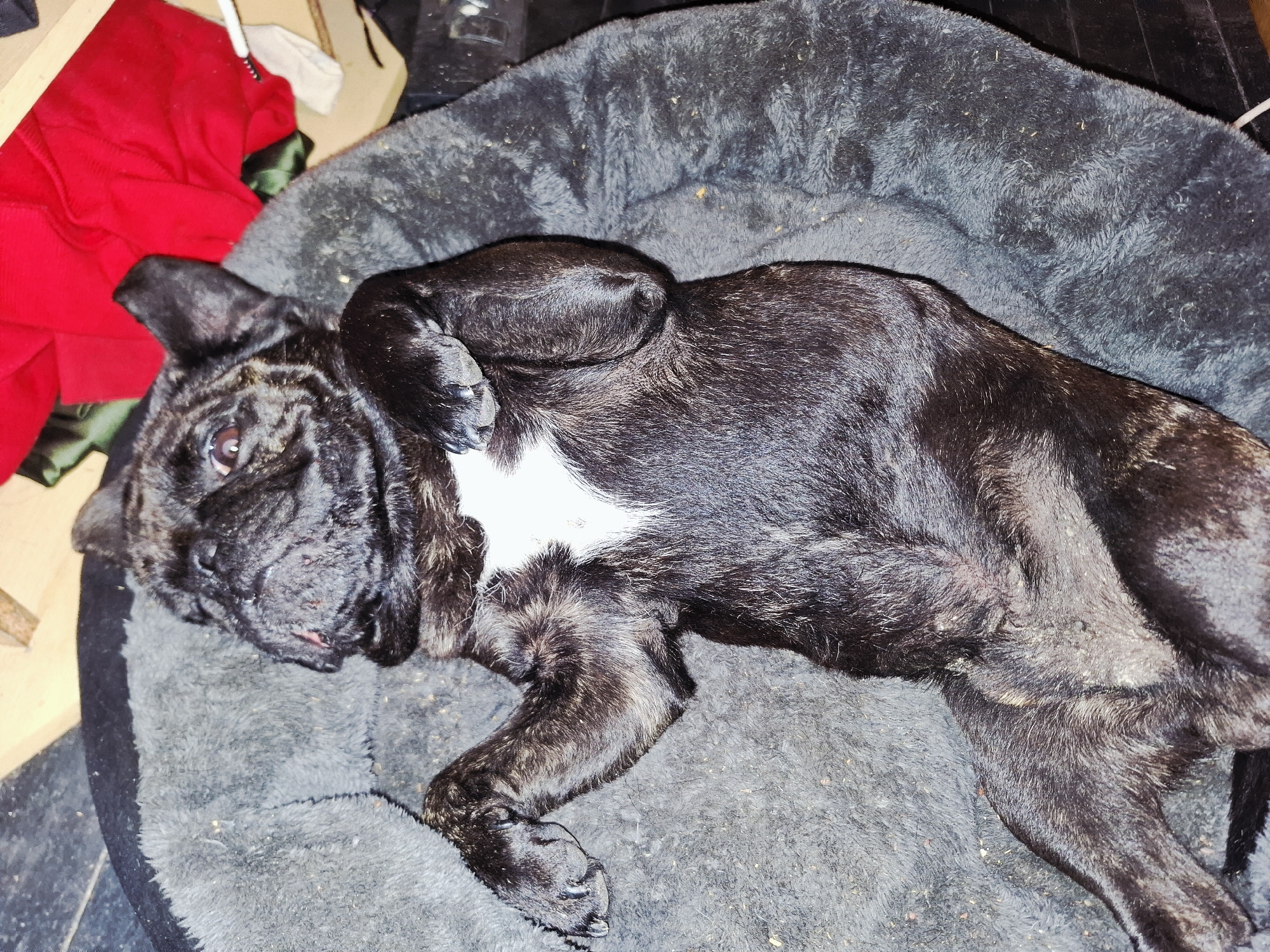 A dark brindle French Bulldog, or a similar brachycephalic breed, is depicted lying on its back in a soft, grey, plush dog bed with a raised rim. The dog's fur is short and dark, with a distinctive white patch on its chest and scattered lighter, possibly grey or white, hairs throughout its coat. Its front paws are tucked close to its chest, and its rear legs are relaxed. One eye is partially open, giving the dog a relaxed, sleepy, and somewhat curious expression. Its wrinkled face shows features typical of the breed, and a small part of its tongue is visible.
The dog bed is made of a furry, textured material and appears well-worn, with several small flecks of light-colored debris scattered across its surface, suggesting crumbs or dust. In the background, largely out of focus, is a bright red garment, likely an article of clothing, lying near other indistinct objects and a light-colored, possibly wooden, surface. The setting appears to be an indoor environment, likely a casual home, with artificial lighting illuminating the scene. The dog's relaxed posture indicates comfort and contentment. There is no visible text in the image. The location context provided is Krapets, Bulgaria.