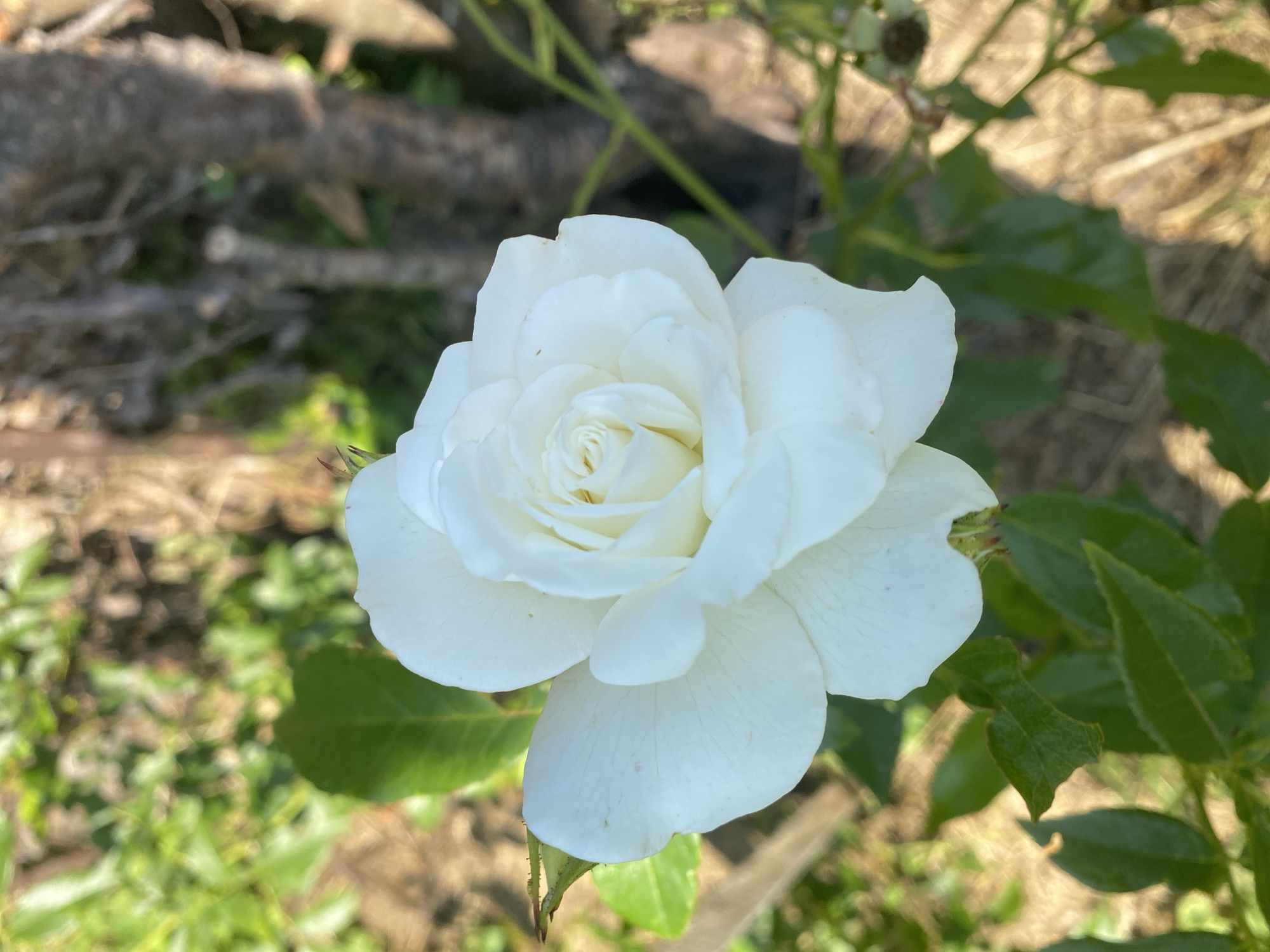 A close-up, eye-level, outdoor shot features a single, fully bloomed white rose against a blurred background of green foliage and brown, dry earth. The rose is centered in the frame, with its petals unfurling in delicate layers. Sunlight illuminates the flower, casting soft shadows and highlighting the subtle texture of the petals. The stem and a few green leaves are visible below the bloom. The environment suggests a garden or natural setting, likely in Воўчынскі сельскі Савет, Belarus, given the available context. There are no people or other discernible objects in the image.