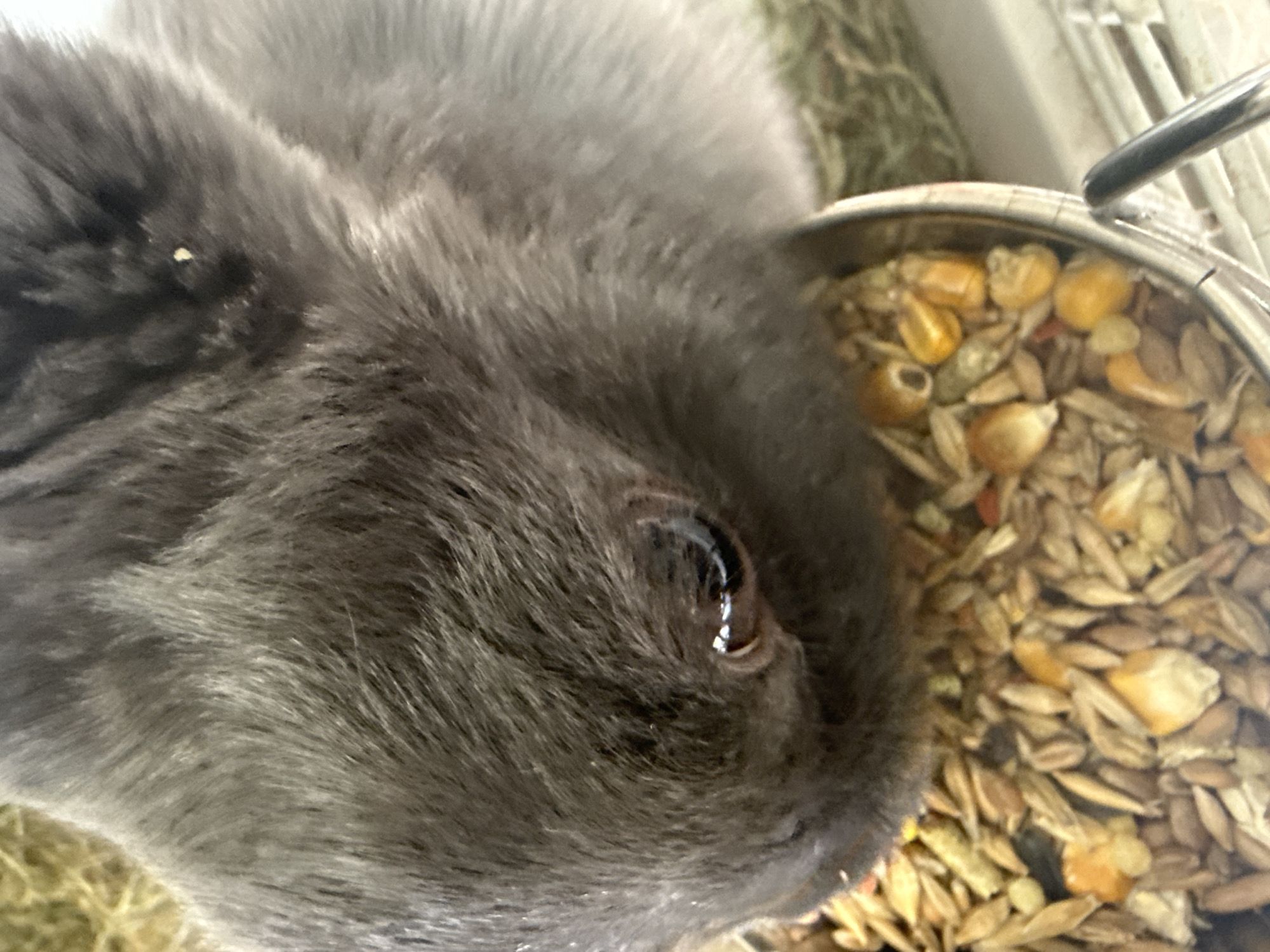 A close-up, eye-level, indoor shot shows the head of a gray rabbit eating from a metal bowl filled with birdseed, located in Lutsk, Ukraine. The rabbit's fur is a medium gray, with its eye visible and dark. The bowl is a silver-toned metal and contains a mixture of grains, including corn kernels and seeds. The background shows a blurry view of hay and a white cage.