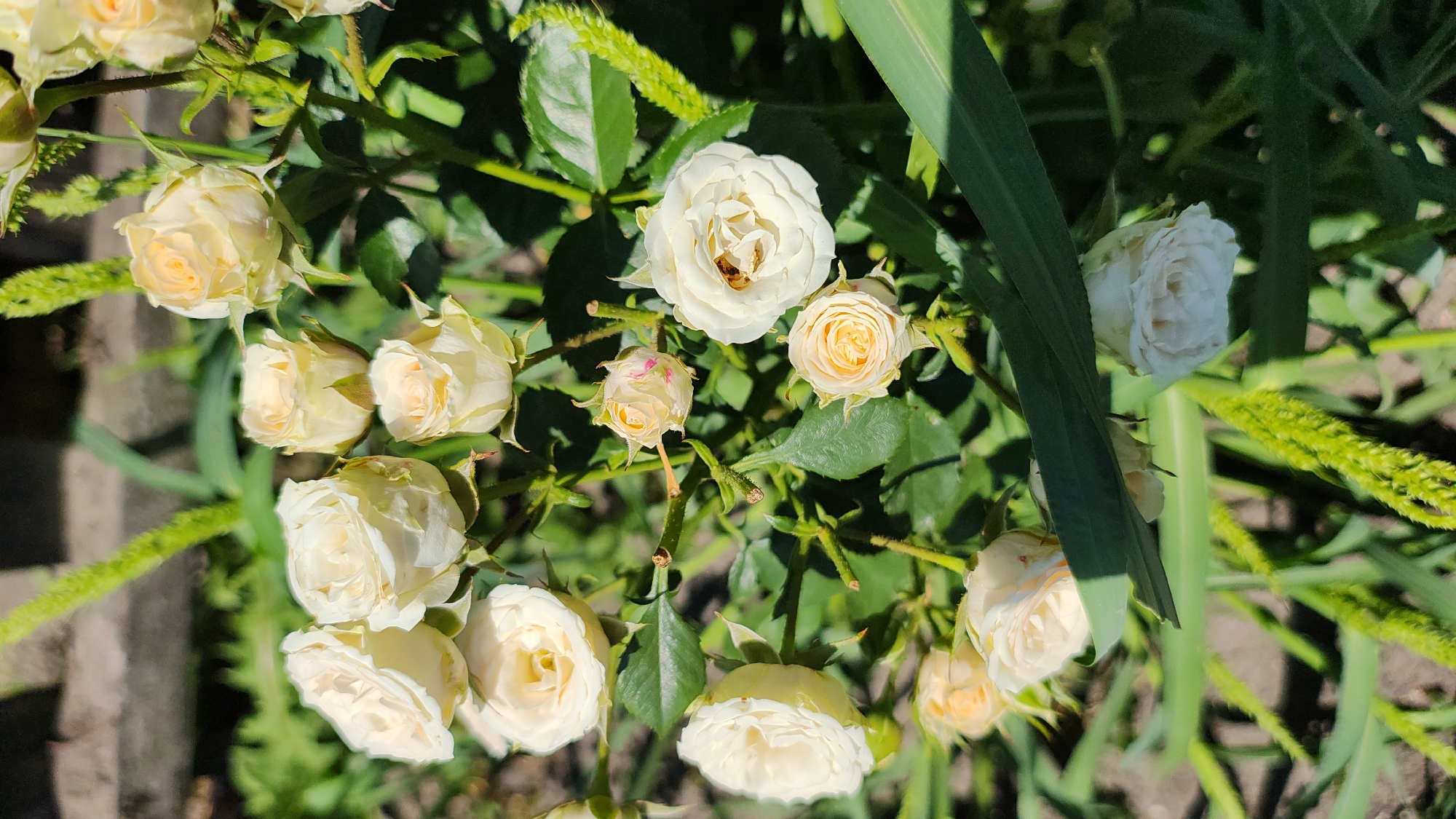 A cluster of white and cream-colored roses blooms in a garden setting. Some of the roses are fully open, revealing their layered petals, while others are still buds. A small insect, possibly a bee, is visible inside one of the open roses. The roses are surrounded by green foliage and stems. The background is out of focus, but appears to be a mix of greenery and possibly a grey, textured surface, suggestive of a garden wall or pathway. The lighting indicates it is daytime, with sunlight casting shadows on the flowers. This scene is located in the city of Zhytomyr, Ukraine.