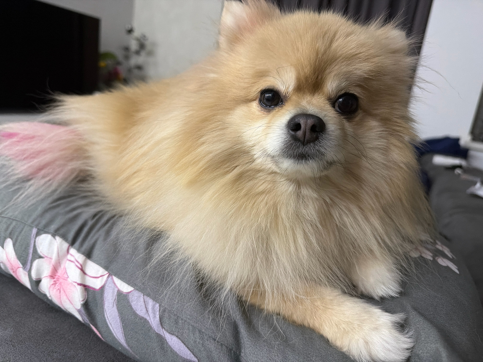 A light-colored Pomeranian dog with fluffy fur is resting on a gray pillow with a floral pattern. The dog's head is tilted slightly to the right, and its eyes are looking directly at the camera. Its nose is dark brown. The background is blurred, showing a dark rectangular object on the left, possibly a television or piece of furniture, and a light-colored wall on the right. The environment appears to be indoors, in a residential setting. The image was taken in Tbilisi, Georgia.