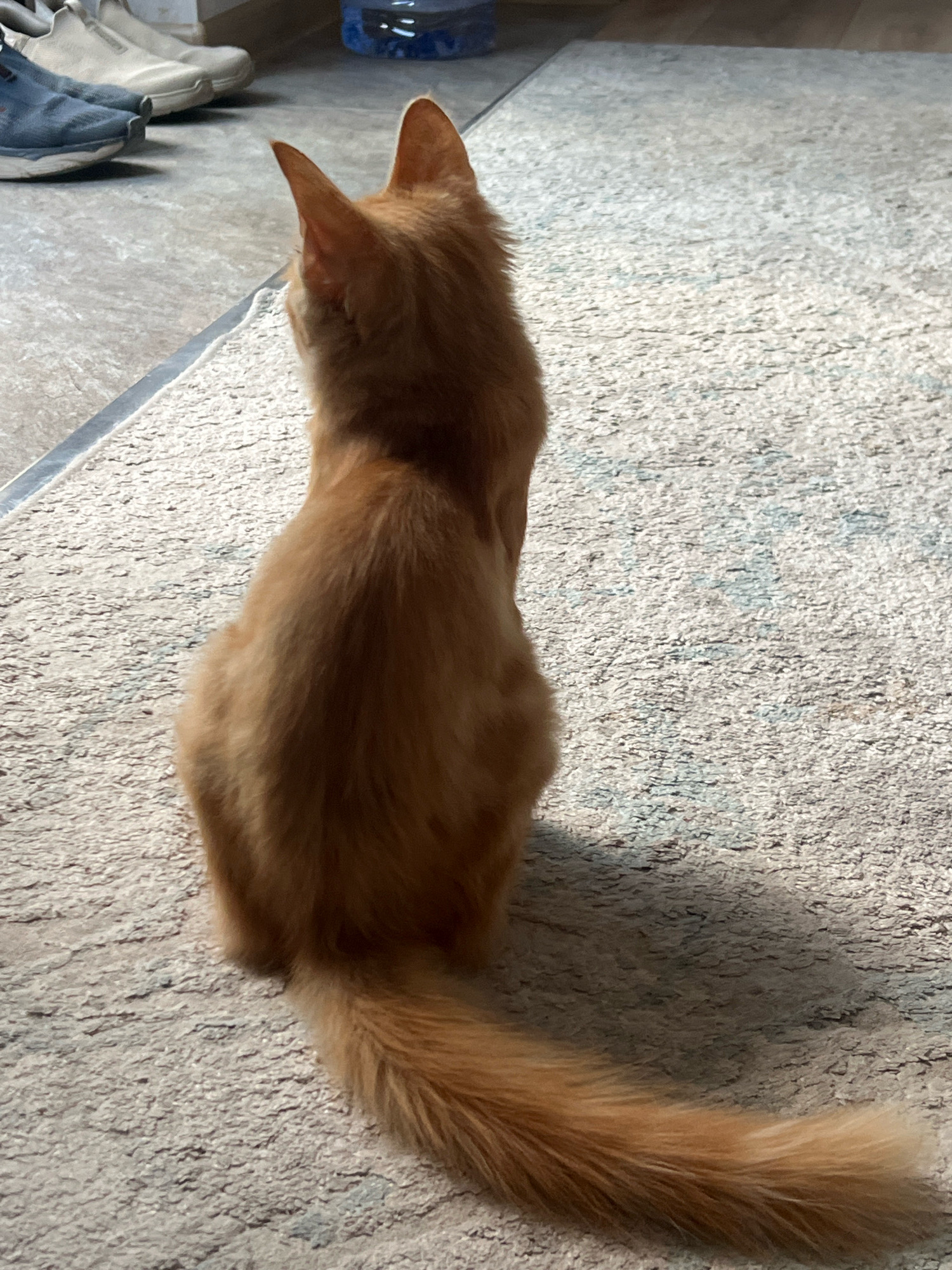 An orange cat sits on a textured rug, facing away from the camera. The cat's tail is long and bushy, extending to the right. In the background, to the left, a pair of blue sneakers and two white slip-on shoes are visible on a tiled floor. A blue water bottle is also present in the background. The environment appears to be indoors, possibly a residential setting.