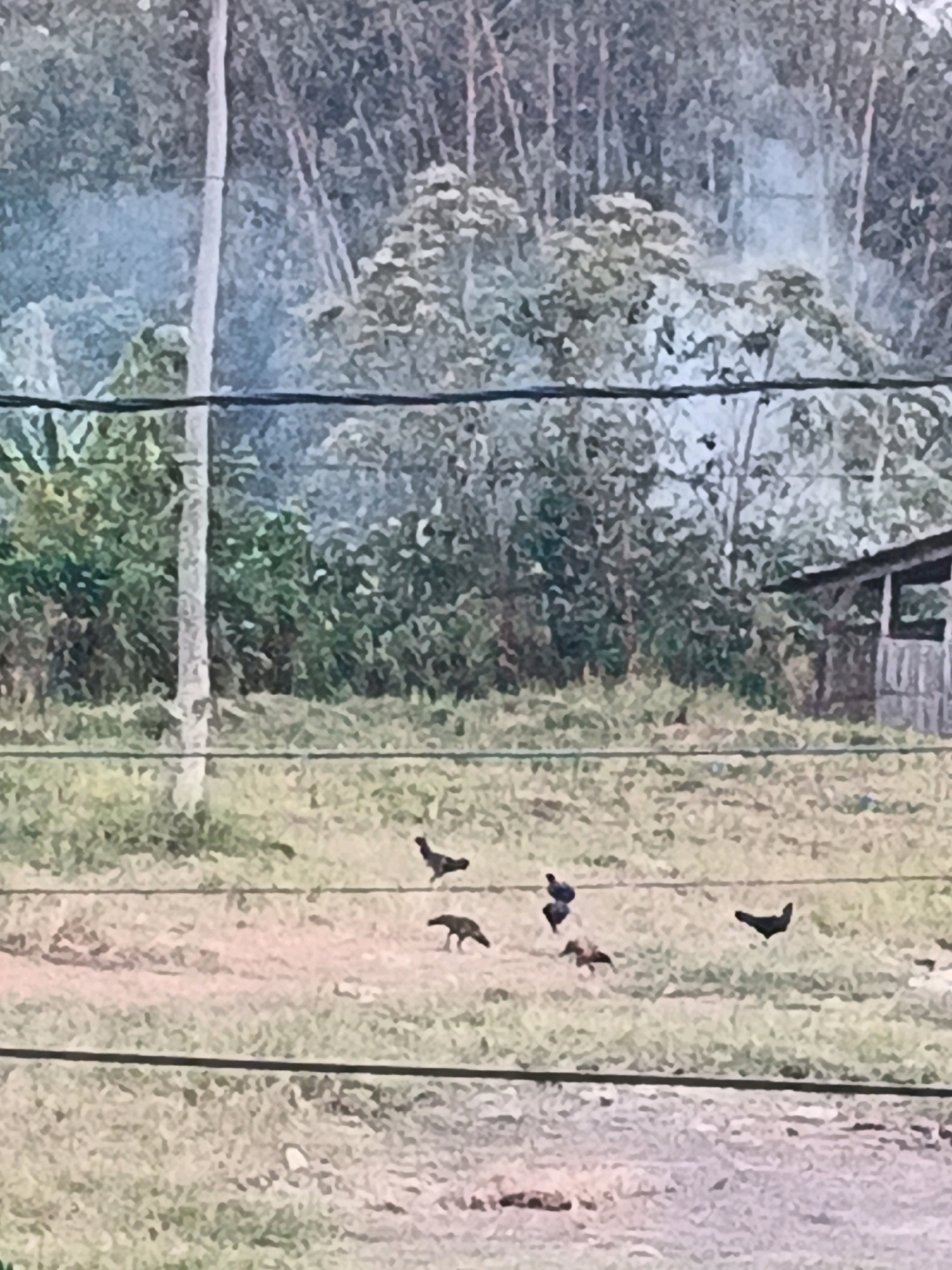 A rural scene in Bocek, Indonesia, depicts several chickens foraging in a grassy area. In the background, a dense forest with bamboo is visible, and a small wooden structure, possibly a shed or shelter, is situated to the right. Power lines traverse the foreground, with a vertical pole on the left side of the image. The lighting suggests it is daytime, with diffused light filtering through the trees.