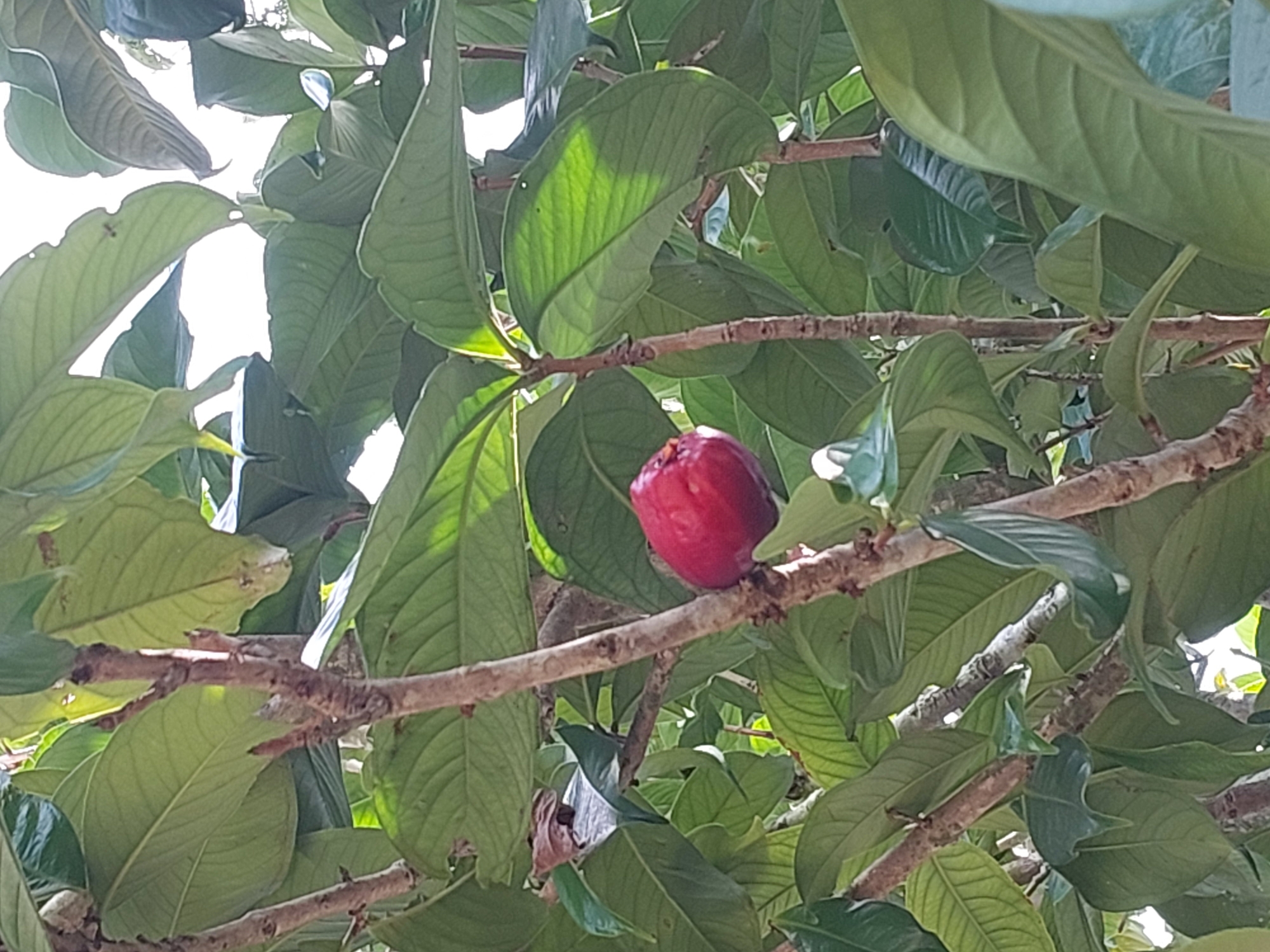 A ripe, red, bell-shaped fruit hangs from a branch of a tree, surrounded by lush green leaves. The fruit is plump and glossy, with a slightly textured surface. The tree's branches are brown and gnarled, with rough bark. The background is a blur of green foliage and bright white sky, suggesting an outdoor setting. The image was taken in Baan Mae Nam, Thailand.