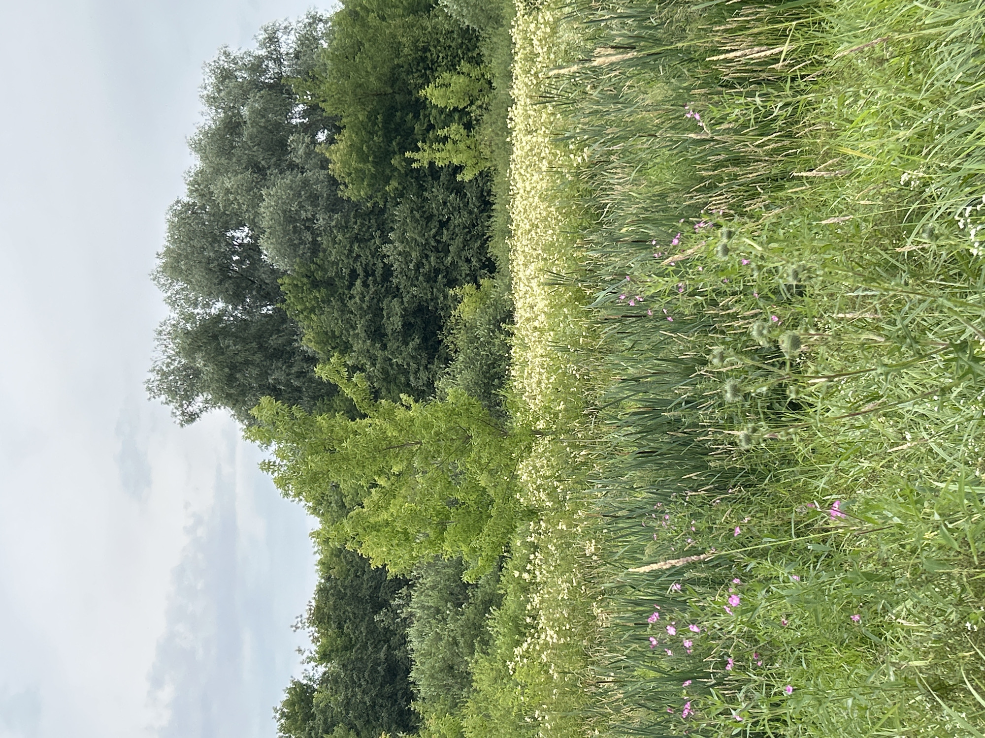 The image depicts a natural landscape with a dense forest in the background and a field of wildflowers in the foreground. The sky is overcast, with grey clouds.
In the foreground, tall green reeds dominate, with a scattering of pink wildflowers and some spiky plants. Behind the reeds, a field of small, white wildflowers stretches across the middle ground. A young, bright green tree stands out amongst the white flowers.
The background is filled with a variety of trees, forming a thick, green canopy. The overall impression is one of a wild, untamed natural area. It is possible this location is within the city of Ivanteyevka, Russia, given the presence of natural elements within an urban or suburban context. No people or animals are visible in the image.