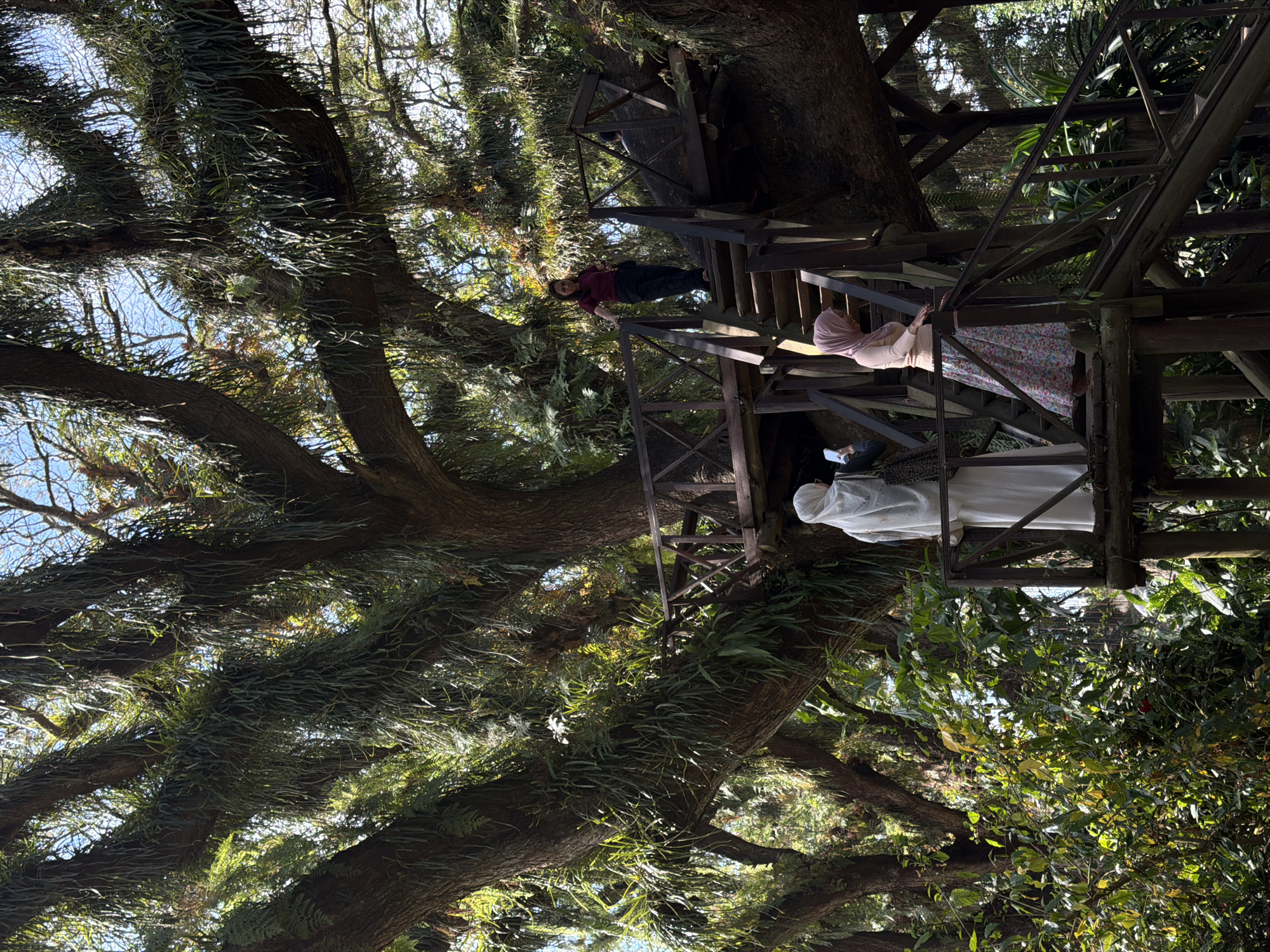 Three individuals are positioned on a wooden boardwalk and staircase system built around a large, mature tree covered in epiphytic plants. The tree has substantial branches that extend horizontally, creating a natural canopy. A woman wearing a maroon shirt and black pants stands on an upper section of the boardwalk, facing left. Below her, on a lower level of the boardwalk, a person dressed in a white abaya is looking at their phone, which they are holding in their right hand. To the right of the person in the abaya, a woman in a light pink headscarf and a floral skirt is descending the wooden stairs. The environment is lush and green, suggesting a park or garden setting. The wooden structures are integrated into the tree, with platforms and stairs allowing access to different levels. The overall scene conveys a sense of exploration and enjoyment of nature, possibly at a tourist attraction. The location is specified as Sraten, Indonesia.