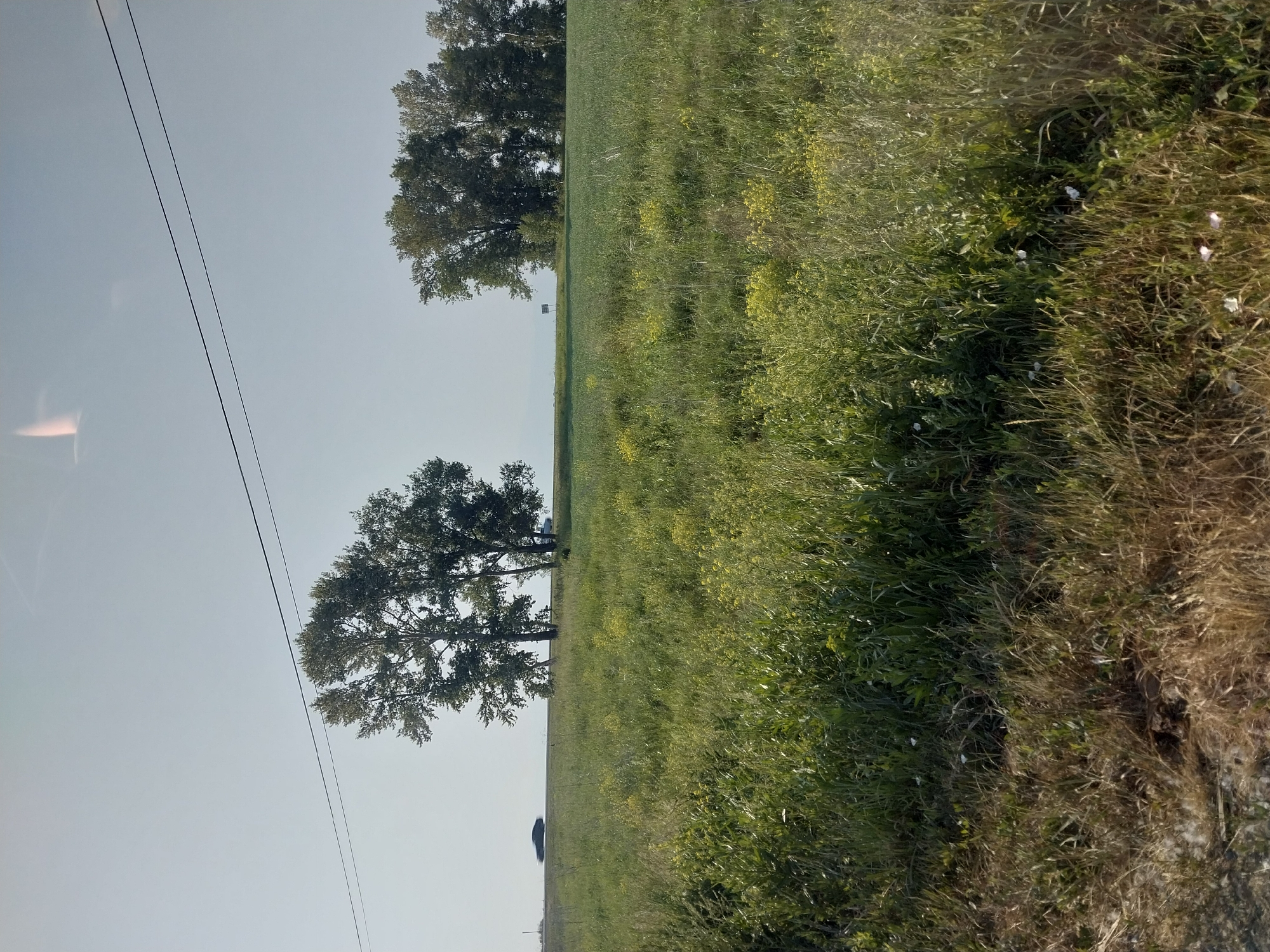 The image depicts a wide, grassy field under a hazy sky. Two sets of power lines stretch across the upper portion of the frame. On the left side of the image, two cars are visible on a distant road. The left car is a dark sedan in motion, appearing blurred. The right car is a lighter colored vehicle, also in motion. Further to the right, a group of tall trees stands prominently in the middle ground. Beyond these trees, another line of trees is visible on the horizon. The field itself is covered in dense, green grass with scattered yellow wildflowers. The foreground shows a patch of dry, brown grass. The scene appears to be a rural or roadside environment.