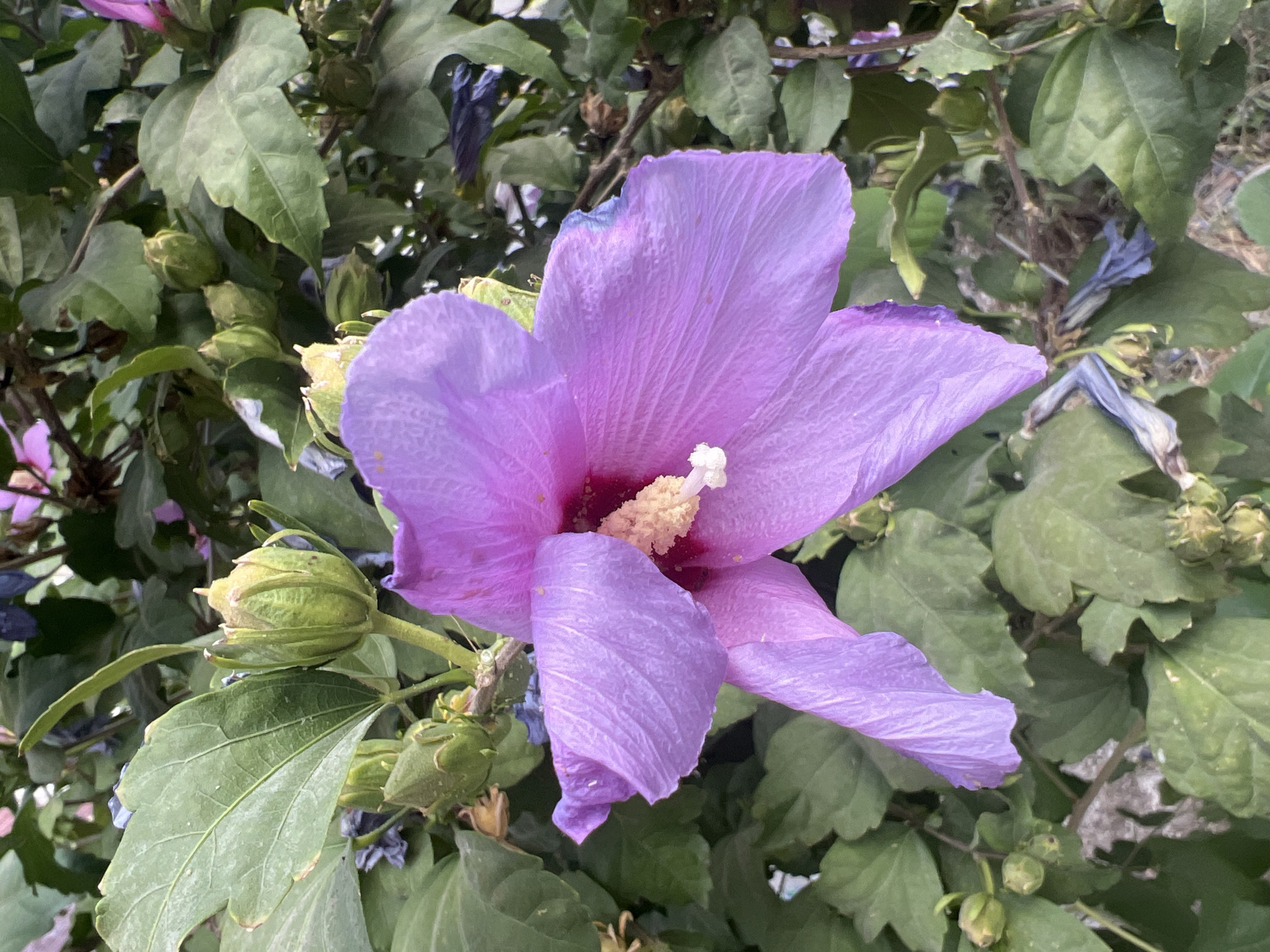 The image shows a close-up of a large, light purple hibiscus flower in bloom. The flower has delicate, crinkled petals and a prominent stamen with yellow pollen. The flower is surrounded by lush green foliage, including large leaves and several unopened flower buds. Some dried, purplish-blue petals are also visible amidst the green leaves, suggesting that other flowers may have bloomed and withered. The background is blurred, with hints of darker foliage and perhaps other flowers. The lighting appears to be natural, casting soft shadows. This scene is typical of a garden setting, and given the prevalence of hibiscus in Uzbekistan, it could be found in a park or private garden in Tashkent, Uzbekistan. There are no people or specific actions depicted in the image, just a focus on the natural beauty of the plant.
