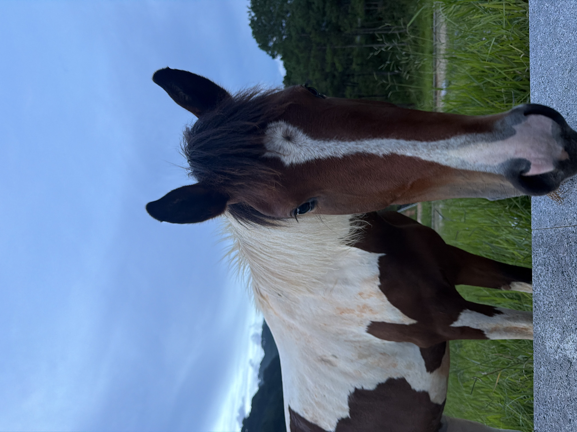 A brown and white horse stands in a grassy field. The horse is facing the camera, and its head is close to the foreground. The horse has a white blaze on its face and a white mane. In the background, there are trees and a cloudy sky. The image appears to have been taken in a rural area, possibly on the outskirts of the city of Da Lat, Vietnam, known for its cool climate and rolling hills.