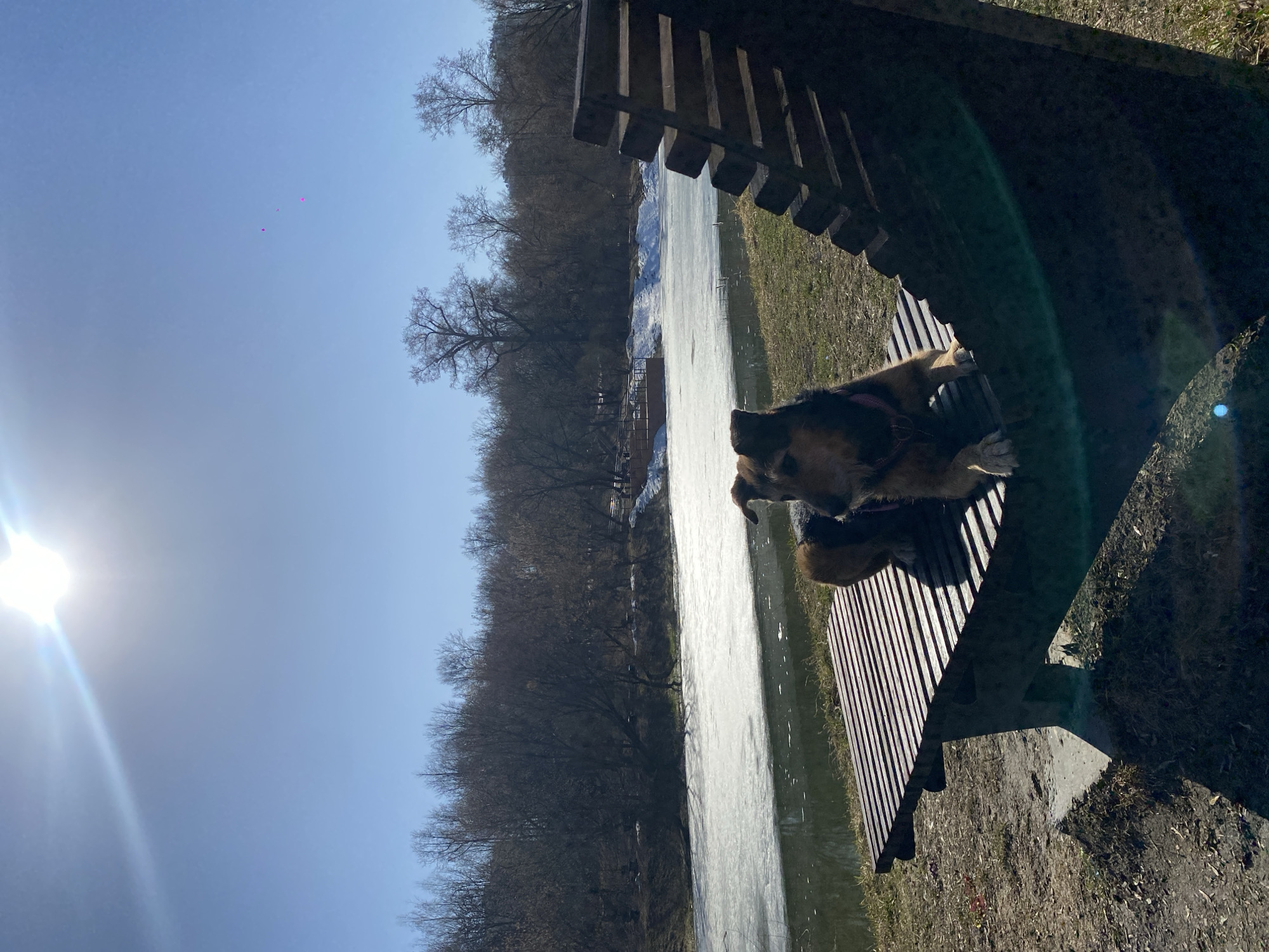 The image shows a dog lying on a wooden park bench with a view of a frozen body of water, likely a pond or small lake. Bare trees line the water's edge, indicating it's likely late winter or early spring. The sky is clear blue, with the sun shining brightly. The location could potentially be in a park or recreation area within Moscow, Russia, given the general characteristics of the environment (trees, water, benches). Without further evidence, the specific location cannot be confirmed.