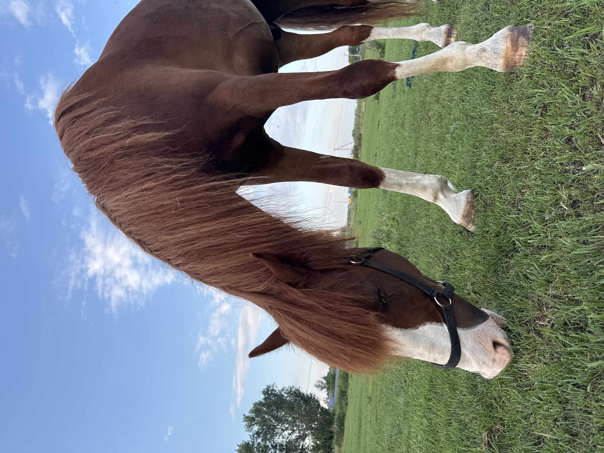 A chestnut horse with a white blaze on its face and white socks on its legs grazes in a grassy field under a partly cloudy blue sky. The horse is positioned in the foreground, its head lowered to the ground. In the background, there are trees and a distant fence line. The scene appears to be outdoors in a rural or semi-rural setting, possibly in or near the city of Yagodnoye, Russia, given the context.