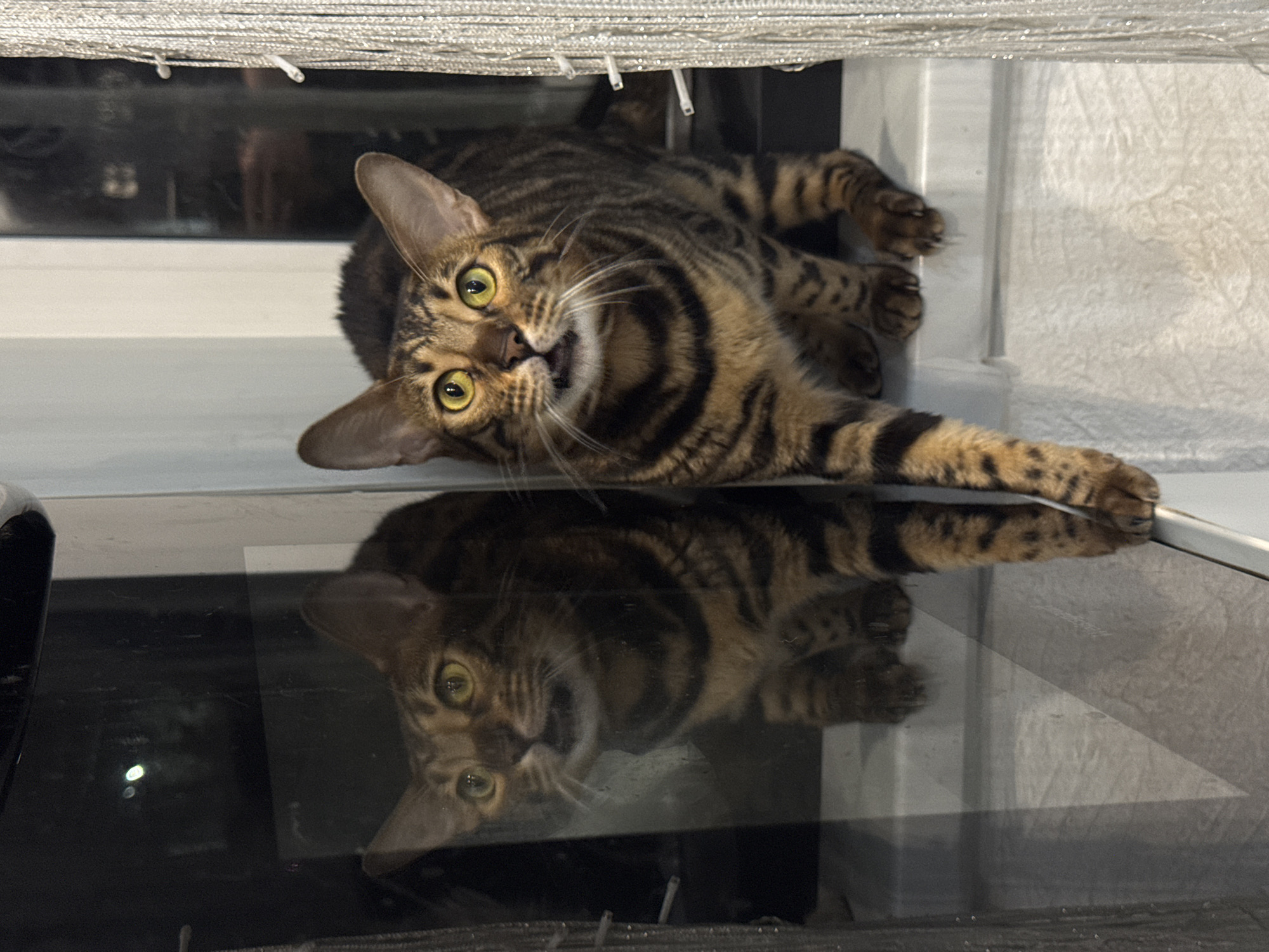 A tabby cat with distinctive brown and black stripes and spots is the central subject of the image, captured in an indoor setting. The cat is lying on its back or side, with its body twisted and its head turned towards the viewer, making direct eye contact. It has striking bright yellow-green eyes with dilated pupils and its mouth is slightly open, revealing a bit of its tongue, giving it an expression of curiosity, surprise, or playfulness. Its whiskers are prominent. One front paw is extended forward.
The cat is positioned against a light-colored surface, possibly a windowsill or counter, with a darker background behind it. Above the cat, partially visible at the top edge of the frame, are light-colored, textured blinds or curtains.
A significant detail of the scene is the dark, highly reflective surface in the foreground and bottom half of the image. This surface creates a clear, inverted reflection of the cat, mirroring its head, eyes, and part of its body. This reflective surface appears to be glass, perhaps an oven door, a polished table, or a sleek appliance. The reflection also shows light sources and other subtle patterns within the dark material.
The lighting highlights the cat's fur and expression, and the overall scene conveys a playful or inquisitive moment from the feline. No visible text is present in the image.