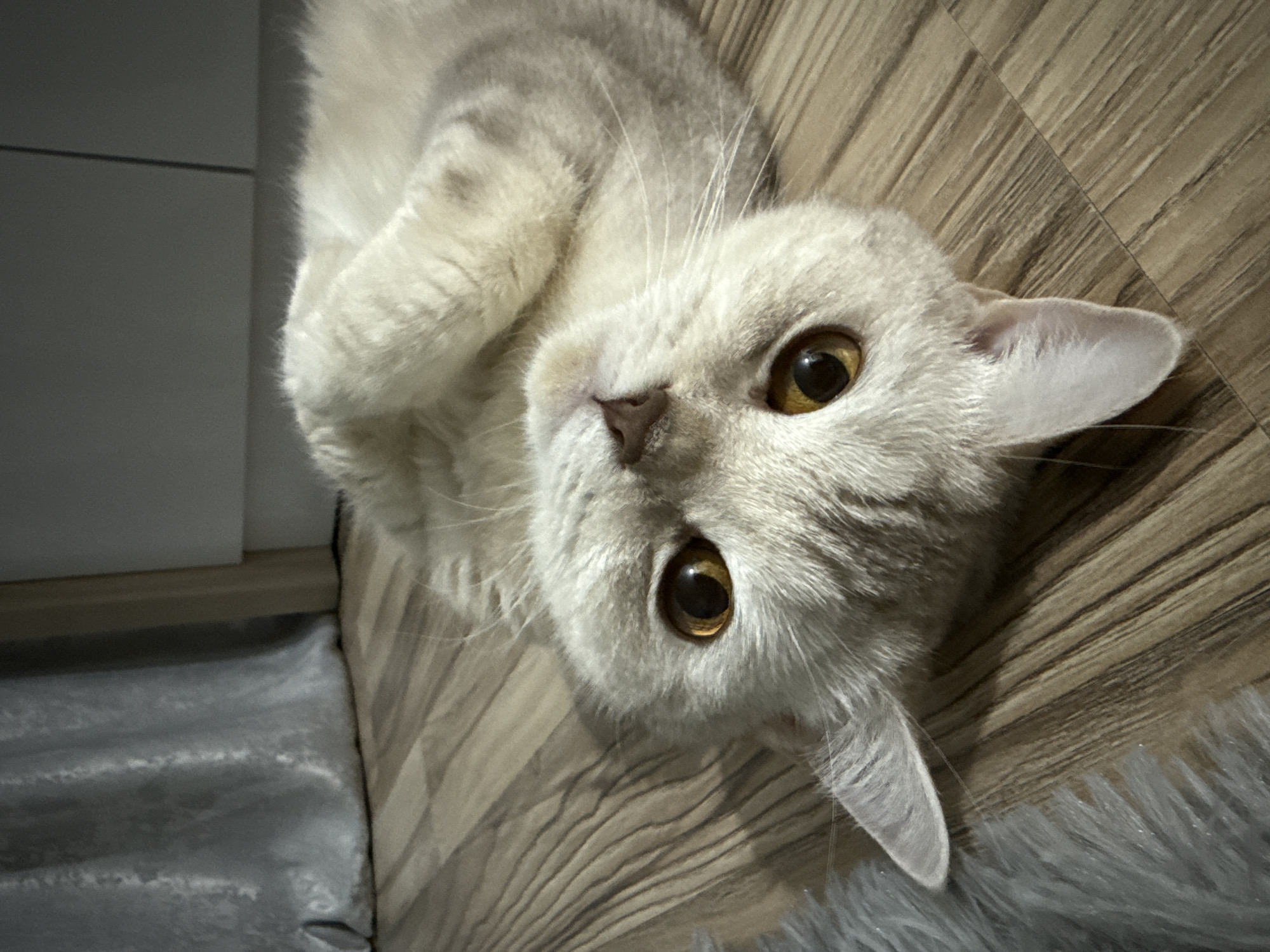 A close-up, canted, top-down shot depicts a light-colored cat with yellow eyes lying on what appears to be a wood-look laminate floor. The cat is positioned with its head tilted and one paw curled near its face. To the left, partial view of a gray, possibly velvet or satin, surface can be seen. To the right, a soft, fluffy rug or blanket is partially visible. The image is taken indoors, and there is no indication it is taken in Sarapul, Russia.
