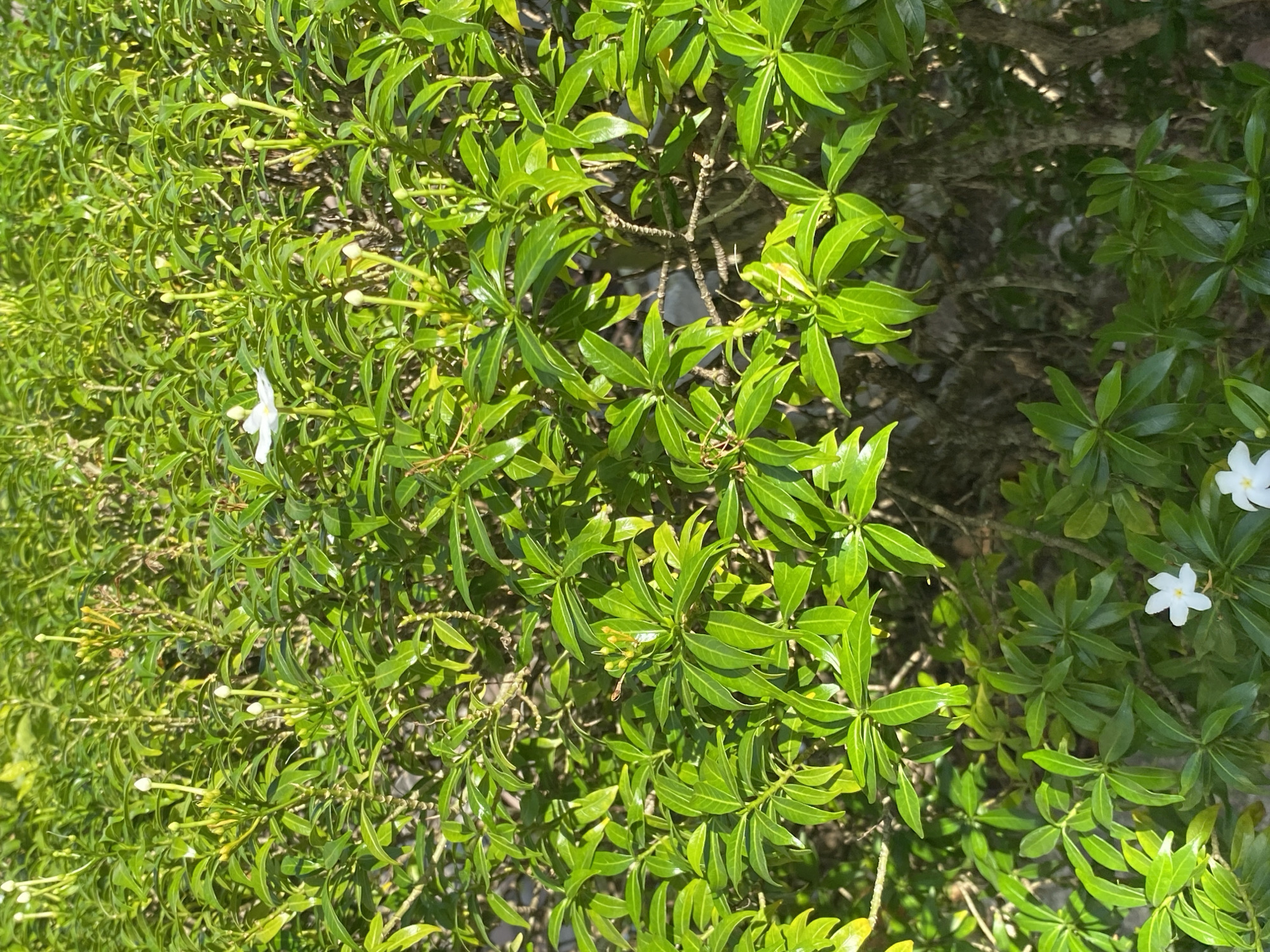 The image depicts a dense, green shrubbery with numerous leaves and stems. Several white flower buds are visible throughout the foliage, along with three fully bloomed white flowers. One flower is prominently featured in the upper center of the image, and two are visible in the lower portion. The lighting suggests it is daytime, with sunlight casting shadows on the leaves and branches. The background is filled with more of the same shrubbery, creating a natural, outdoor scene. There are no people or man-made structures visible in the image. The location is described as Unknown, Unknown.